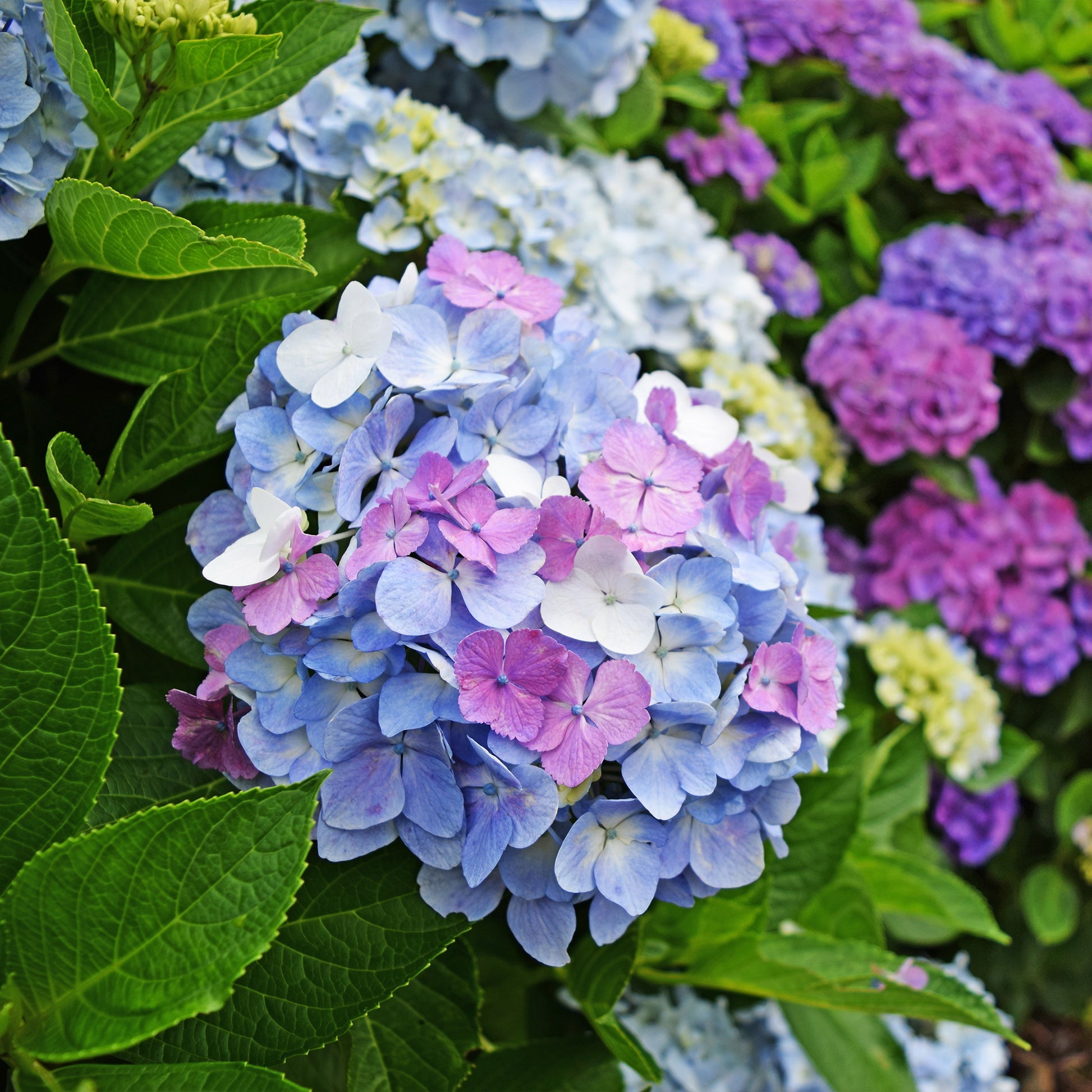 Verkauf Dreifarbige Bauernhortensie