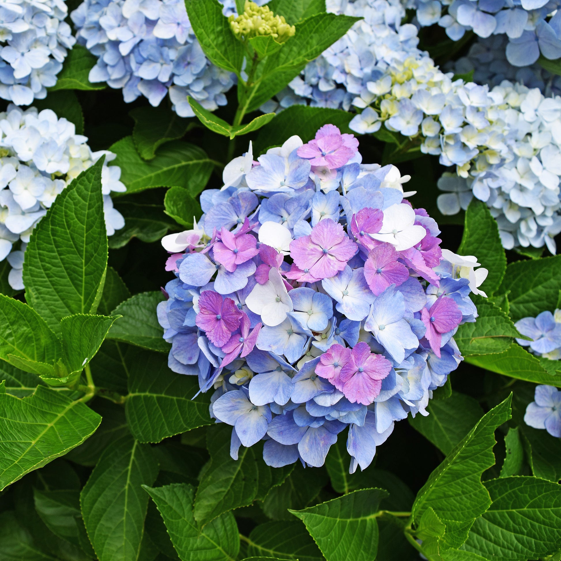 Verkauf Dreifarbige Bauernhortensie - Hydrangea macrophylla