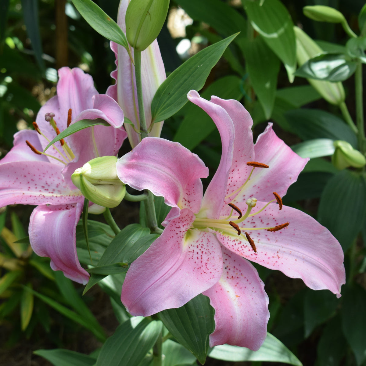 Orientalische Lilien Josephine (x3) - Bakker