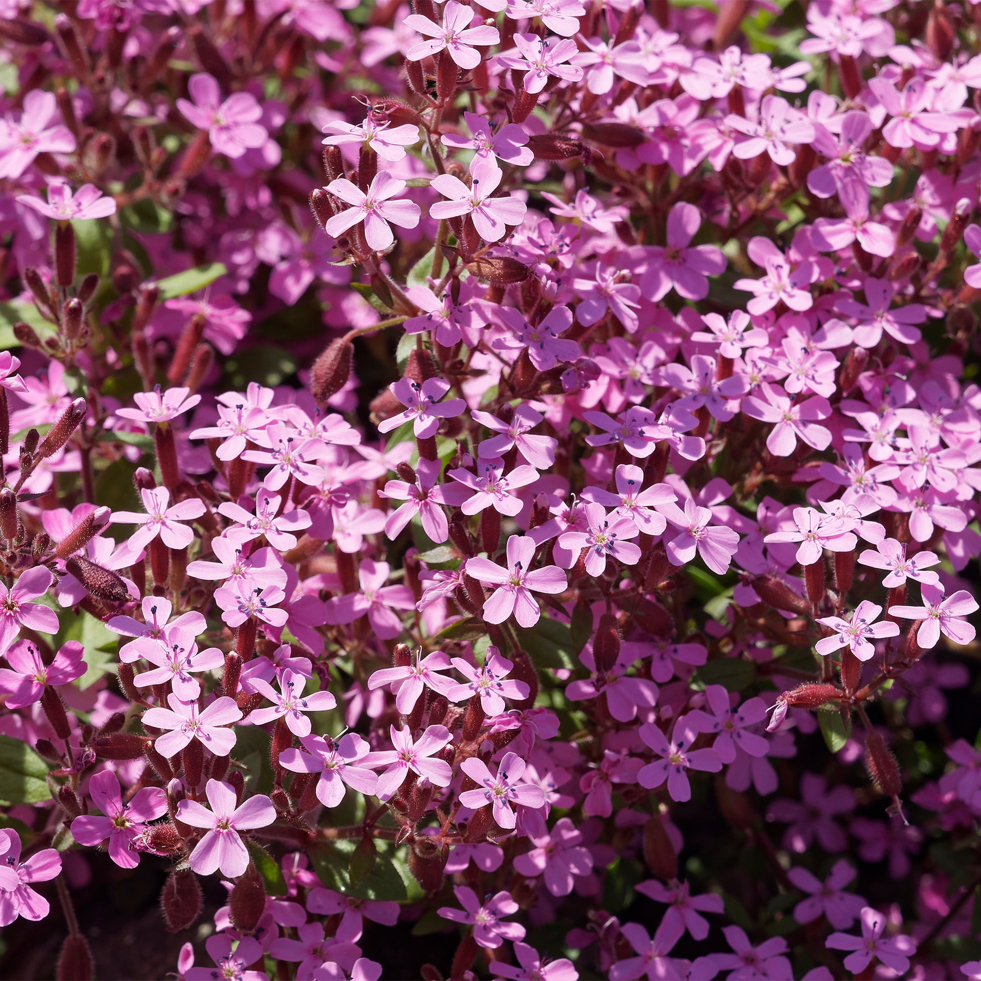 Bodendecker Stauden Mischung - Fläche ca. 2 m² - Saponaria ocymoides, Campanula poscharskyana, Sedum acre, Phlox subulata - Bakker