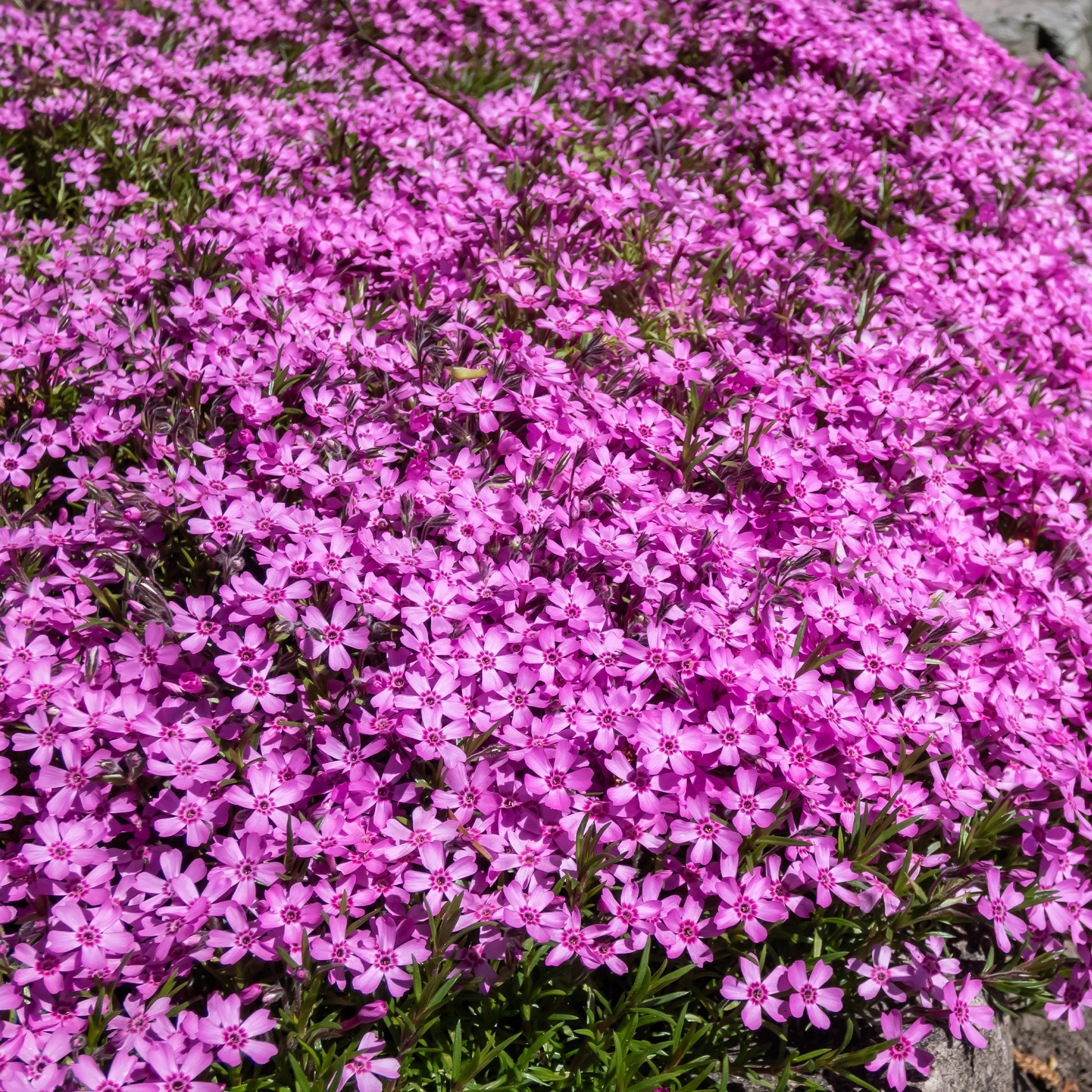Verkauf Bodendecker Stauden Mischung - Fläche ca. 2 m² - Saponaria ocymoides, Campanula poscharskyana, Sedum acre, Phlox subulata