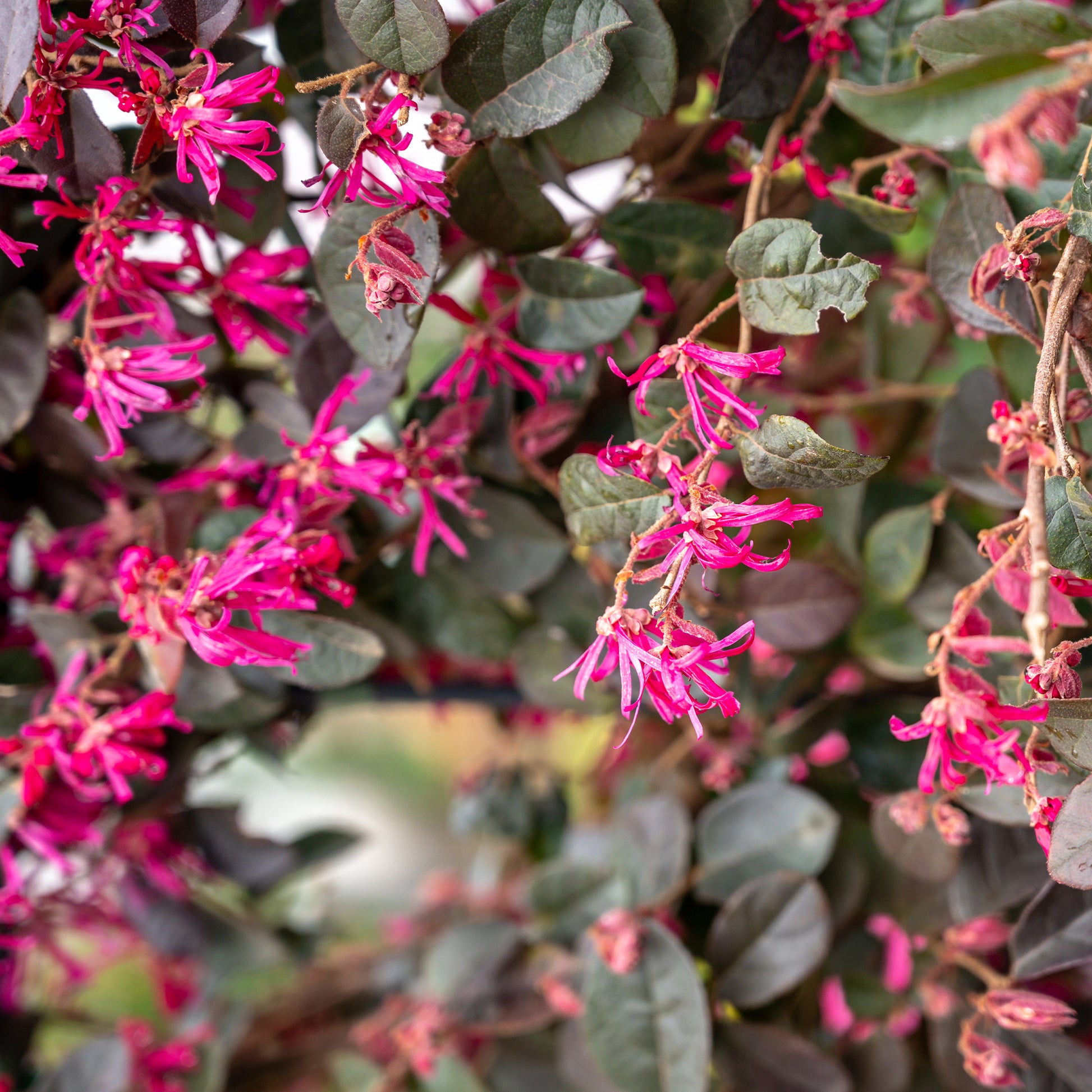 Loropetalum chinense Black Pearl - Riemenblüte Black Pearl - Balkonblumen