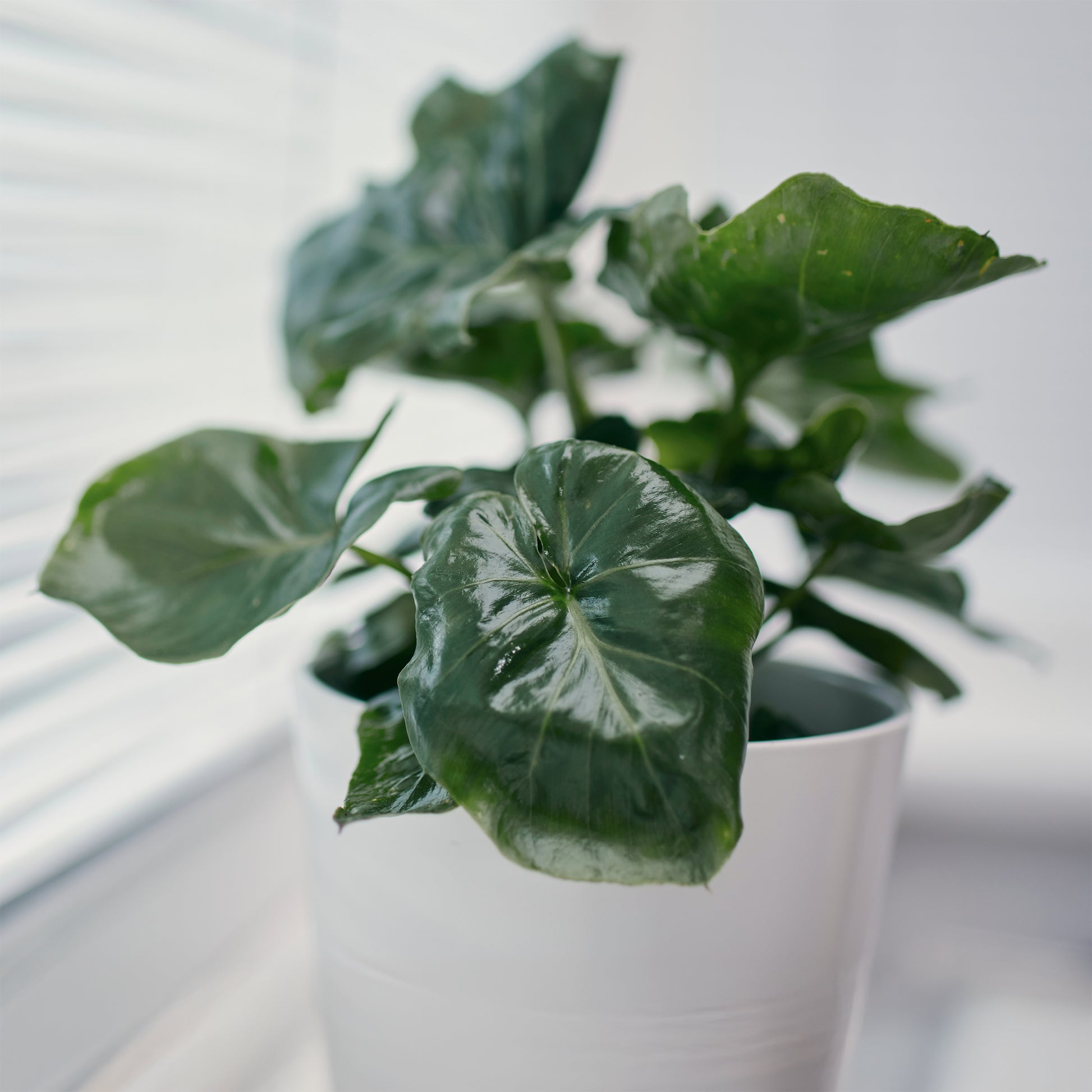 Philodendron Monstera Atom - Bakker