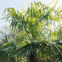 Trachycarpus fortunei - Chinesische Hanfpalme - Palmen