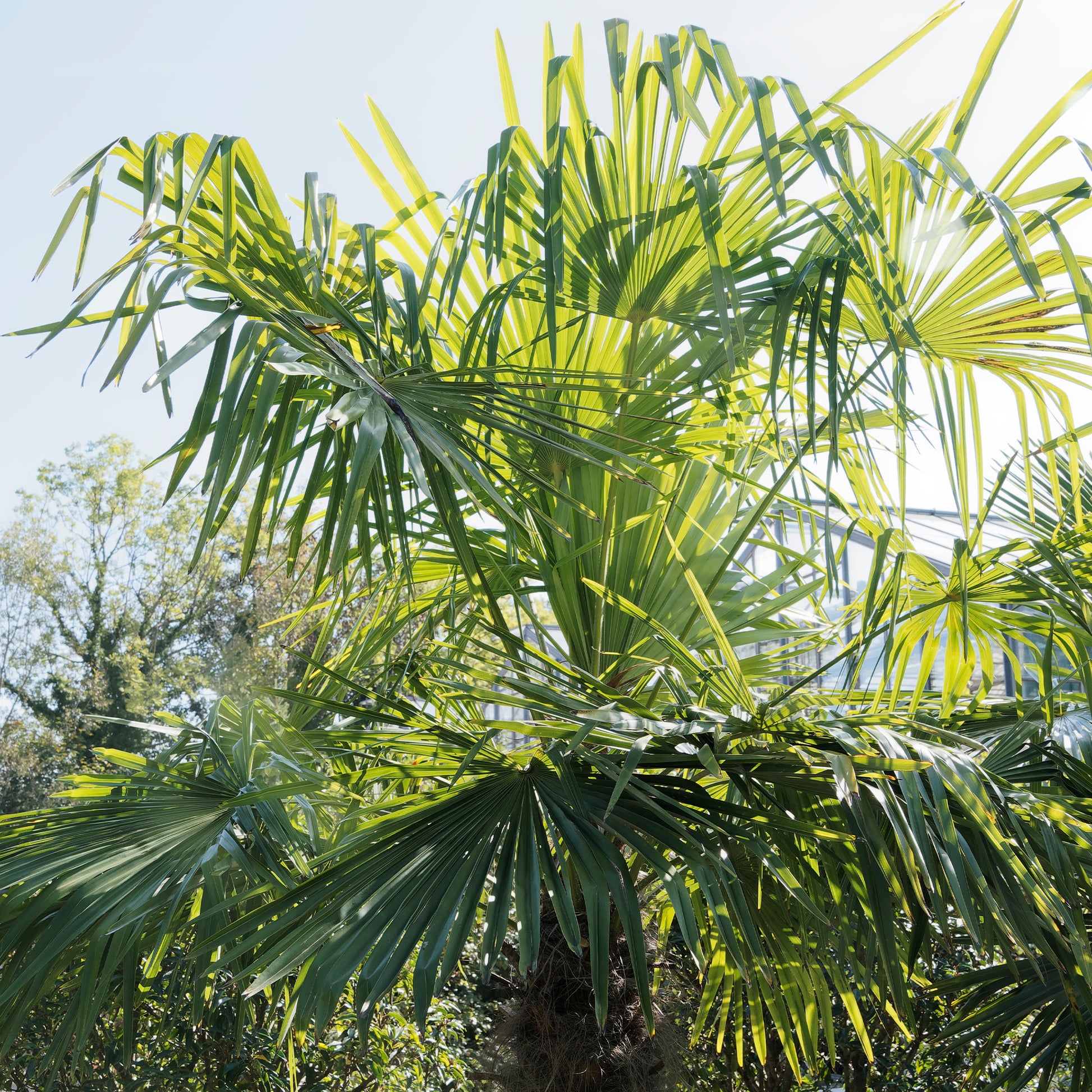 Trachycarpus fortunei - Chinesische Hanfpalme - Palmen