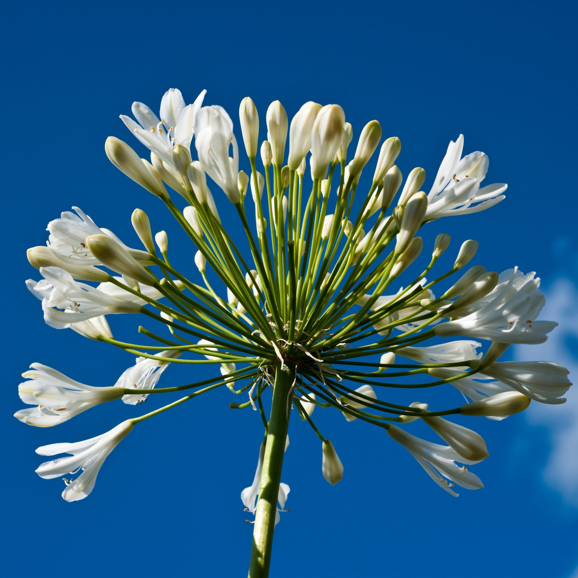 Weiße Schmucklilie - Agapanthus - Bakker