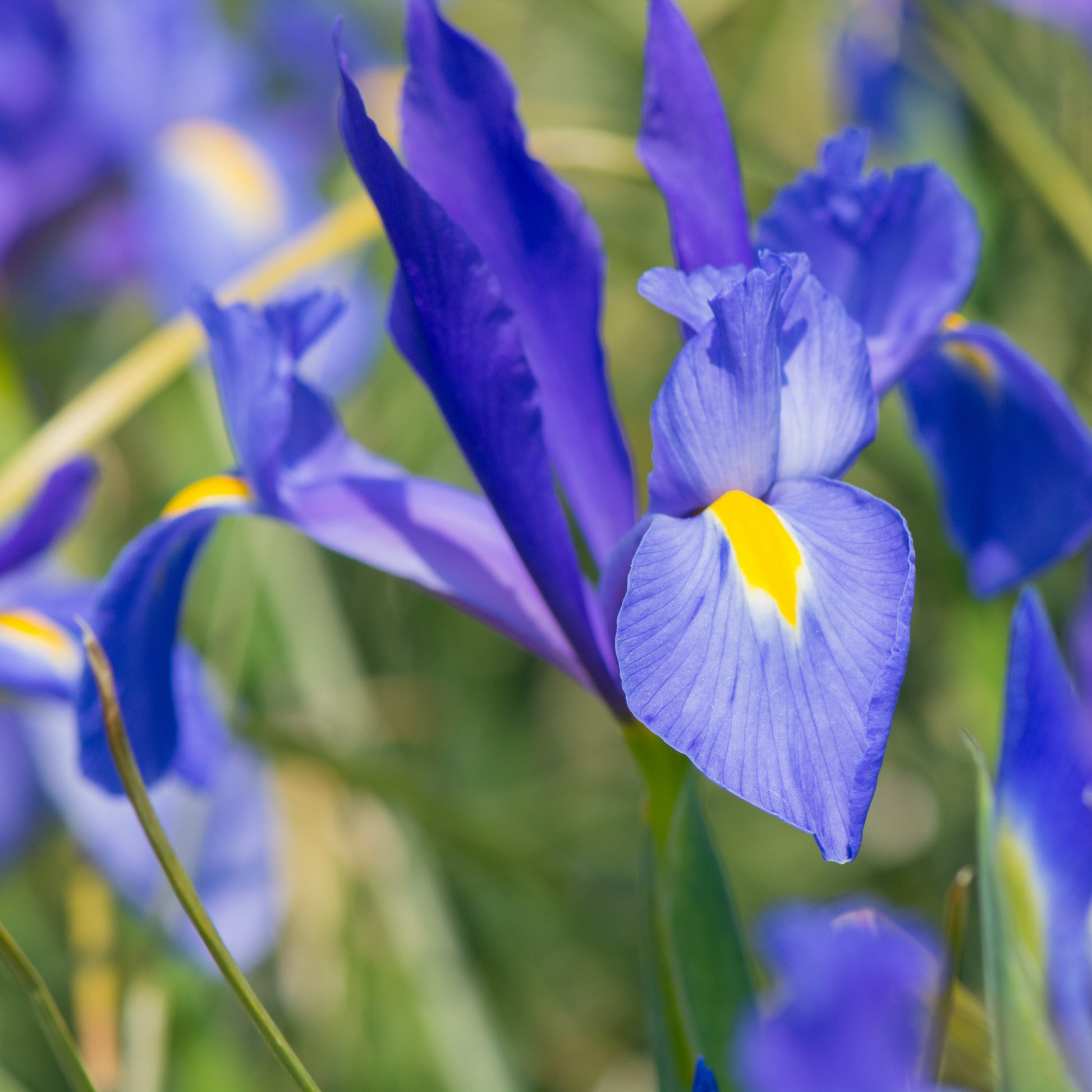 Verkauf Sommerblumen-Beet-Mix 1,5 m² - Gladiolus, Begonia, Iris, Liatris, Crocosmia, Lilium, Dahlia