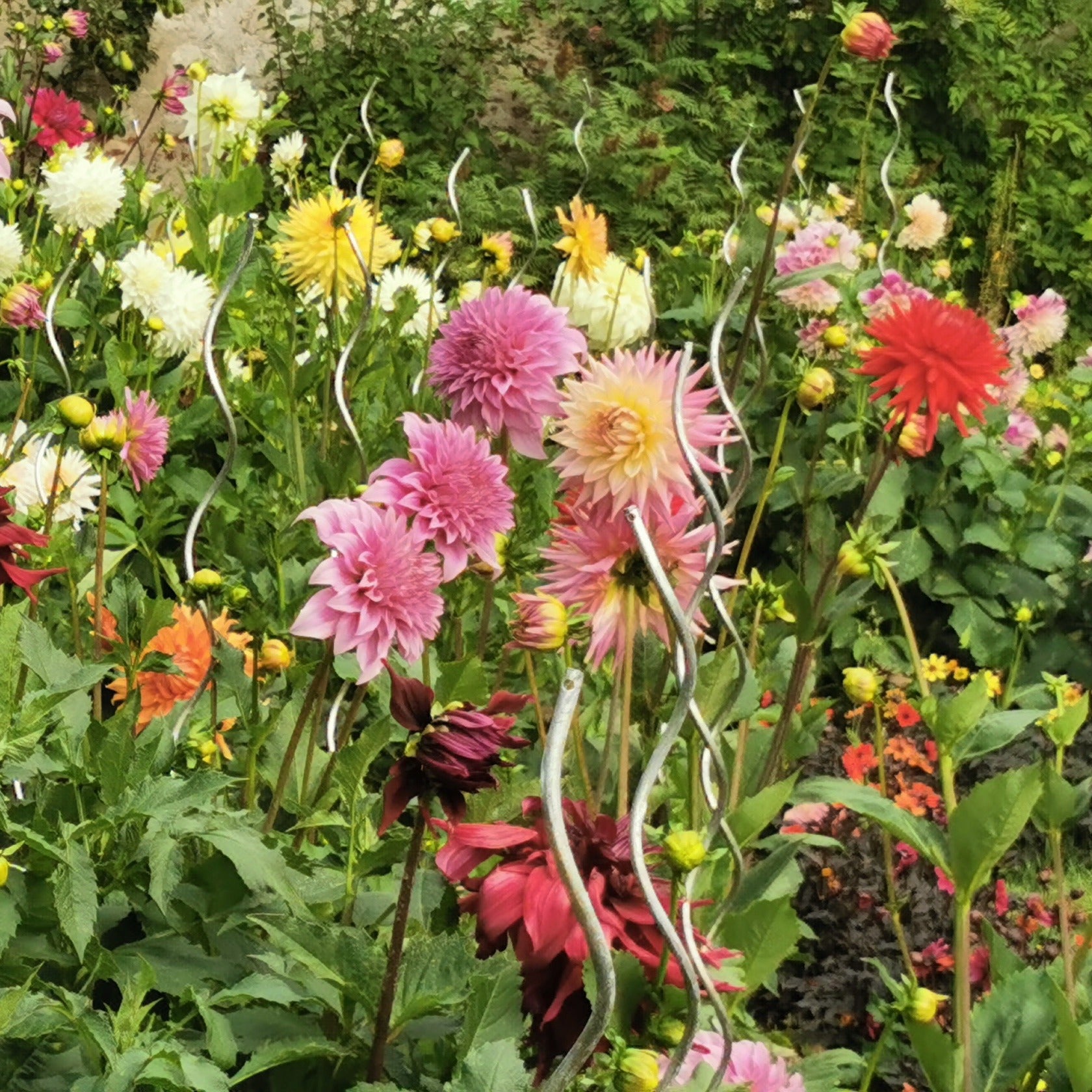 Verkauf Sommerblumen-Beet-Mix 1,5 m²