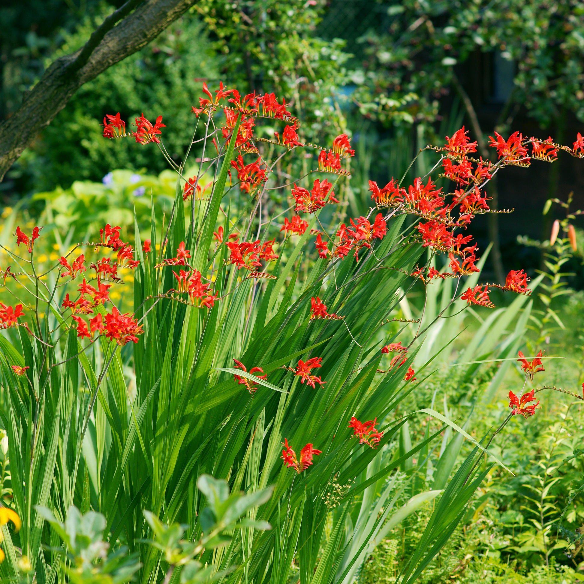 Verkauf Gladiolus, Begonia, Iris, Liatris, Crocosmia, Lilium, Dahlia - Sommerblumen-Beet-Mix 1,5 m²