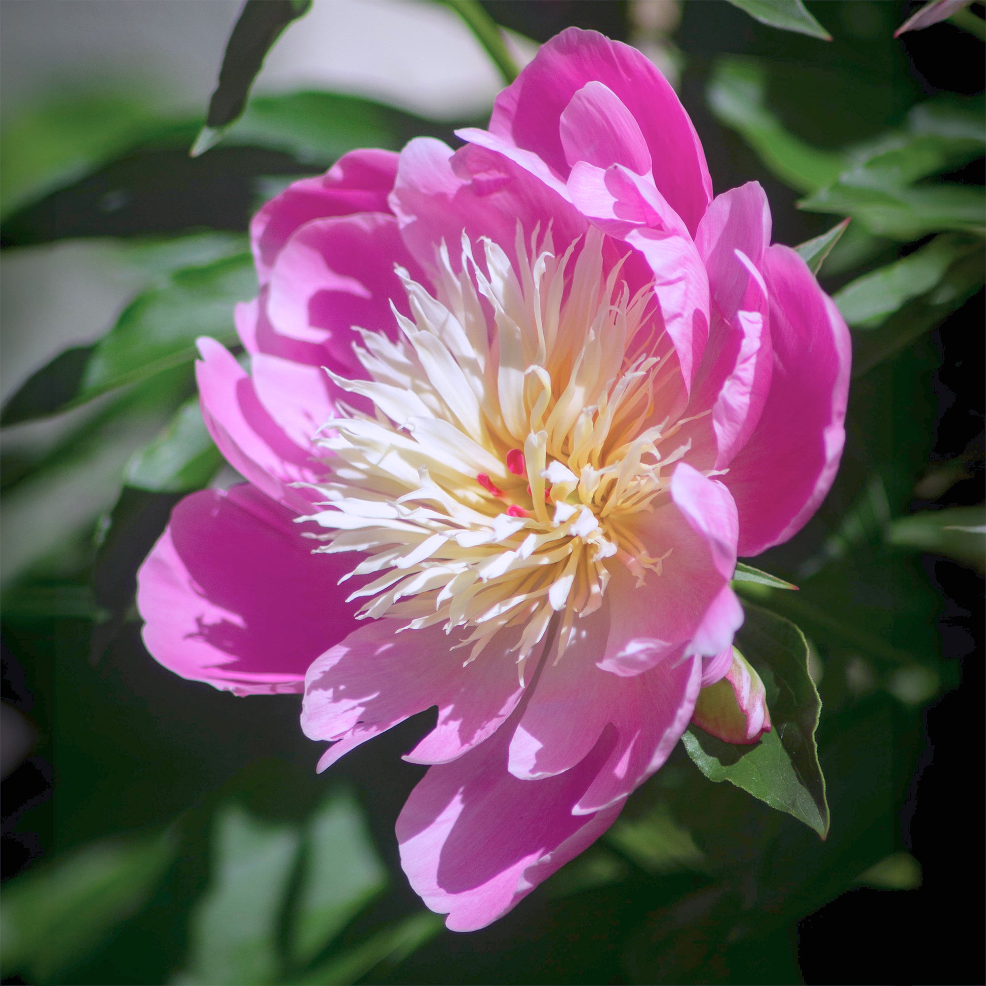 Pfingstrosen - Pfingstrose 'Fantastic' - Paeonia Fantastic