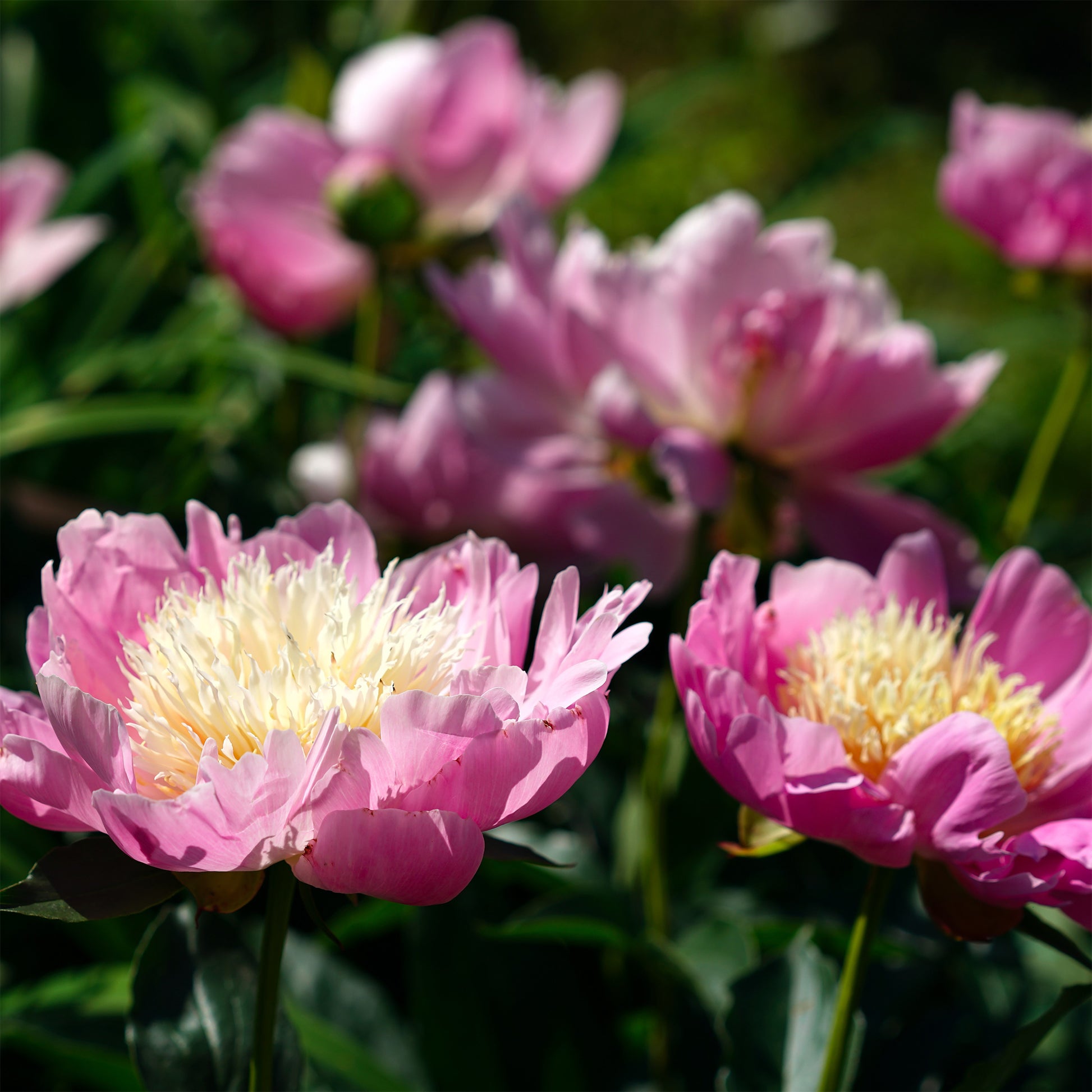 Paeonia Fantastic - Pfingstrose 'Fantastic' - Pfingstrosen