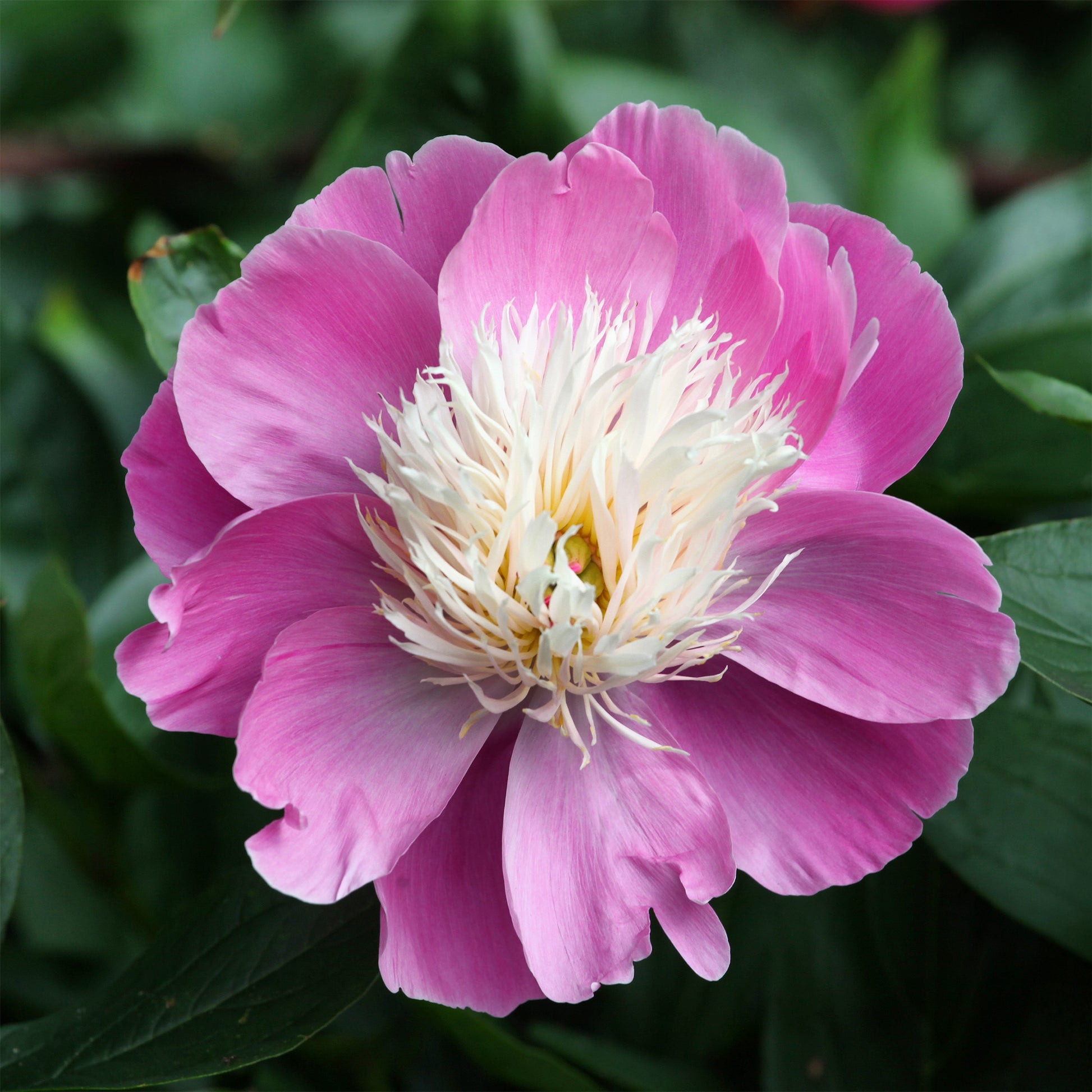 Pfingstrose 'Fantastic' - Paeonia Fantastic - Bakker