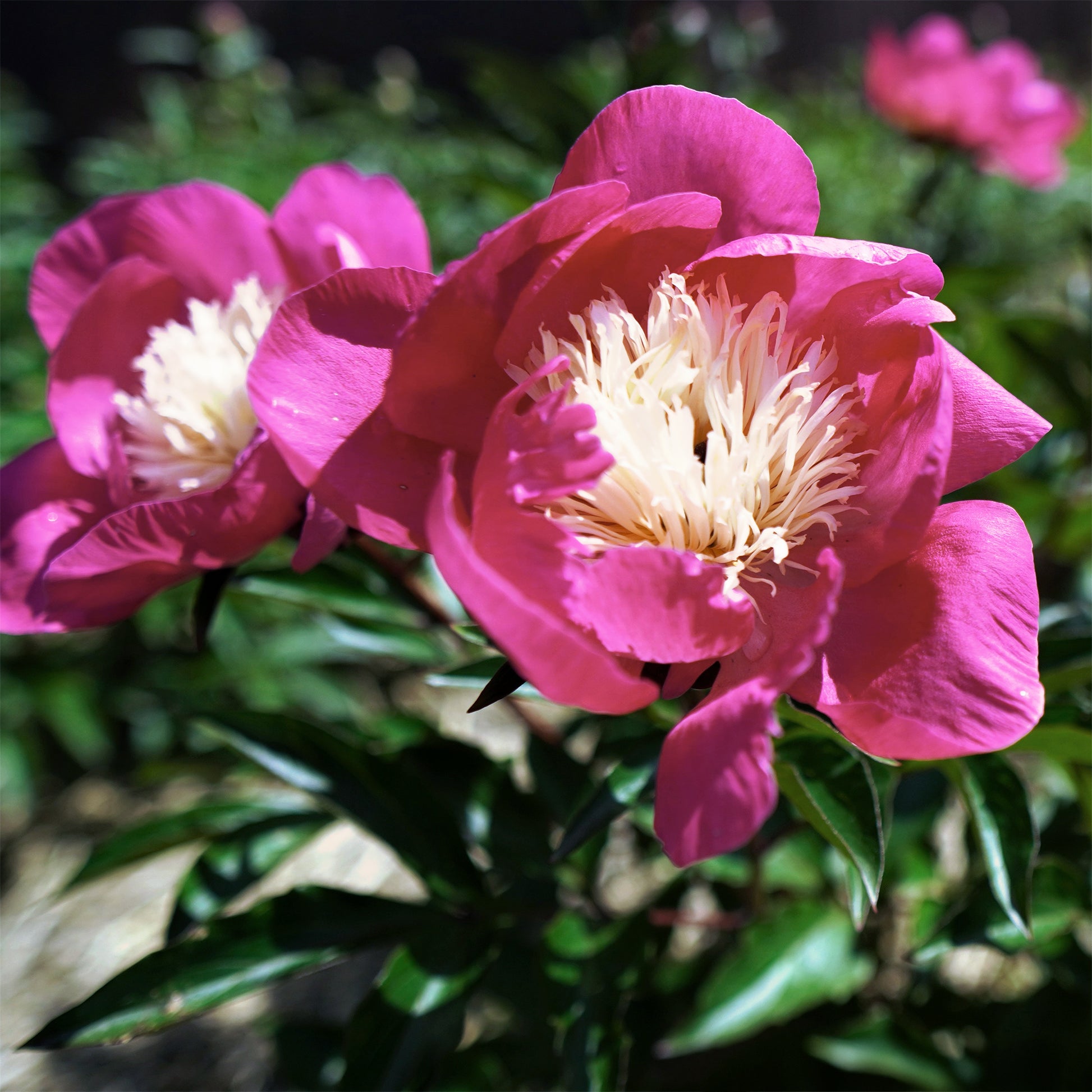Verkauf Pfingstrose 'Fantastic' - Paeonia Fantastic