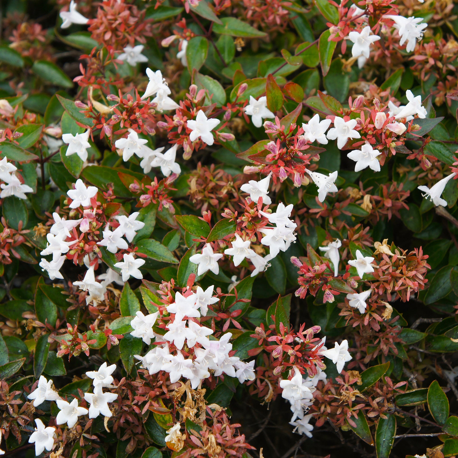 Abelia grandiflora - Großblütige Abelie - Abelia