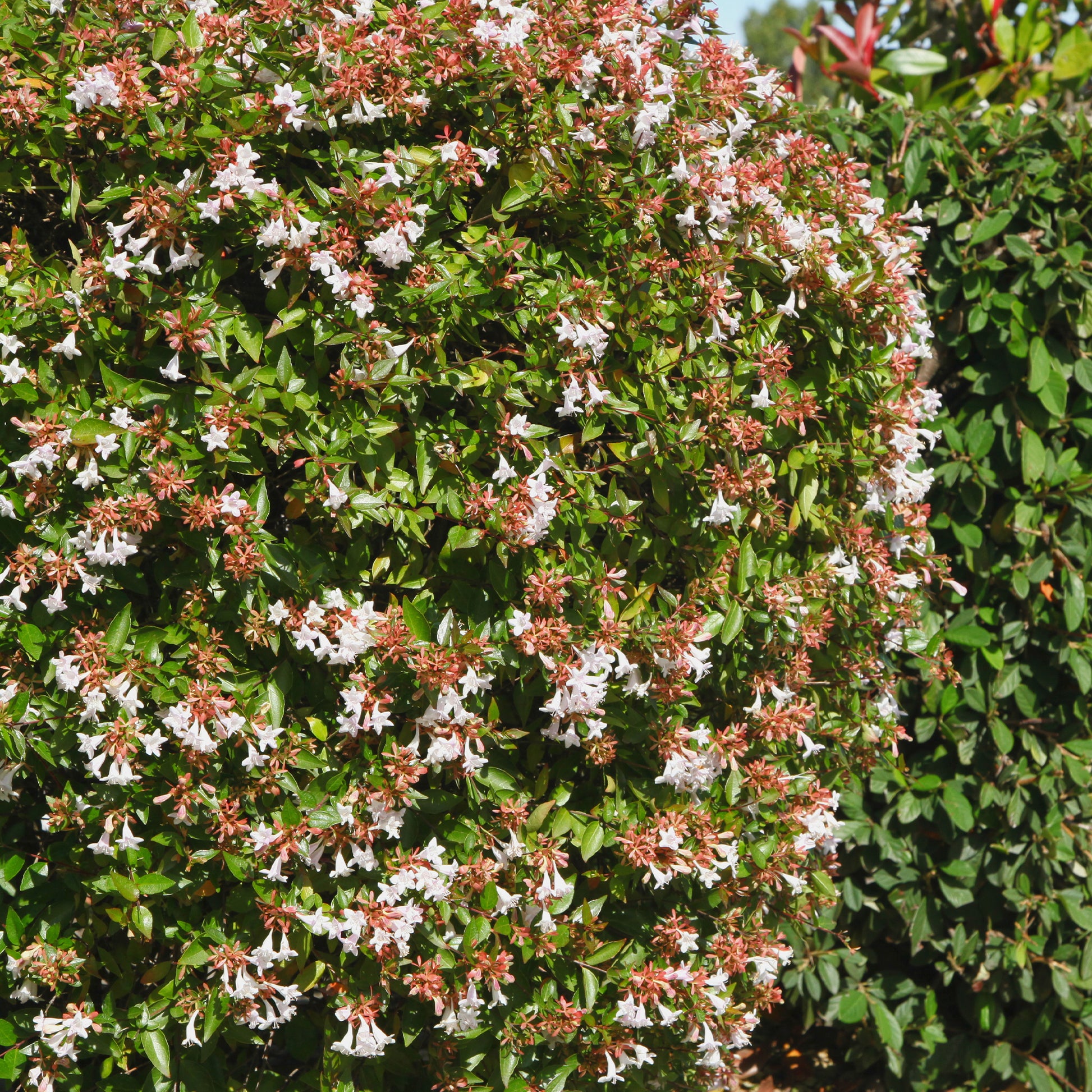 Großblütige Abelie - Abelia grandiflora - Bakker