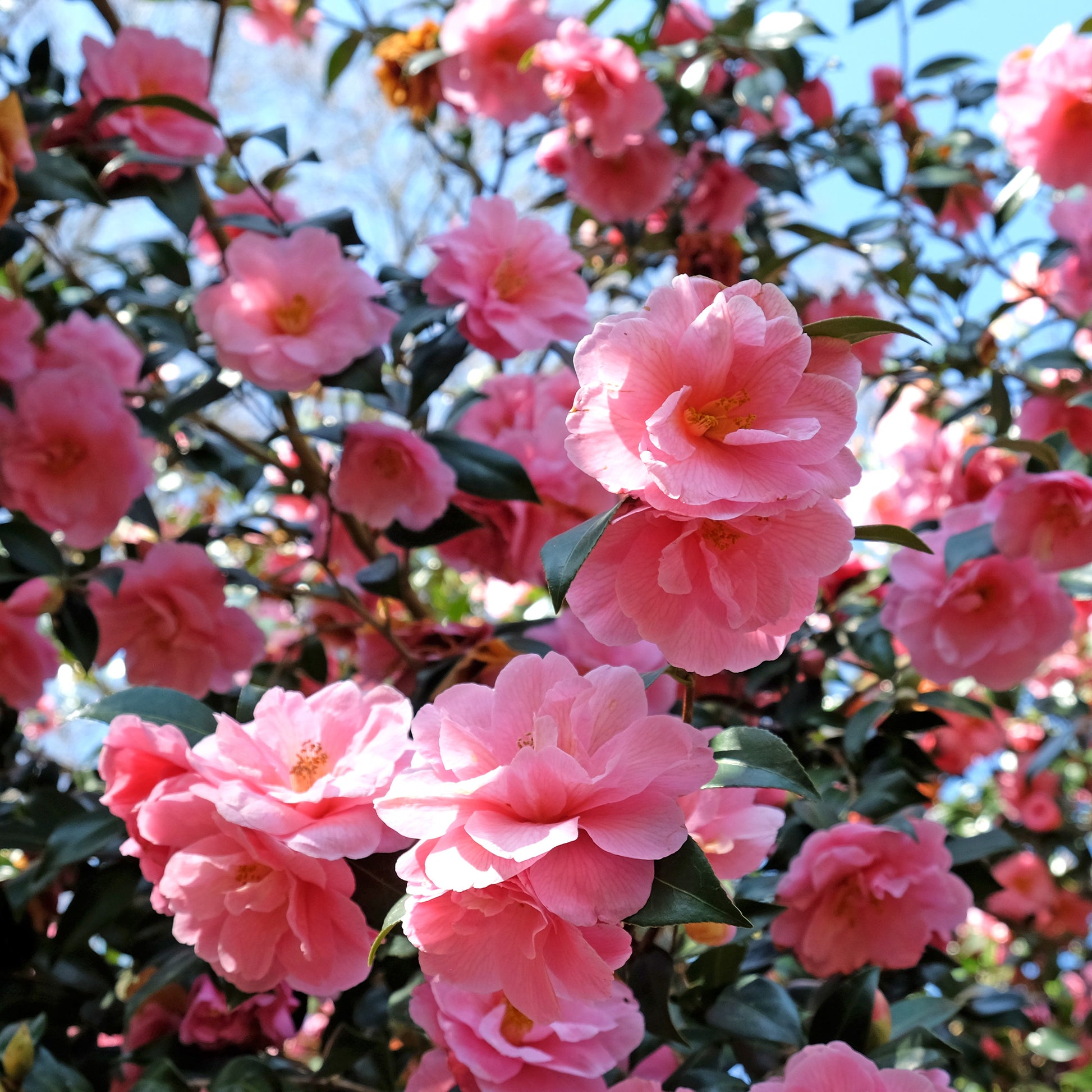 Verkauf Japanische Kamelie ‘Mathotiana Rosea’