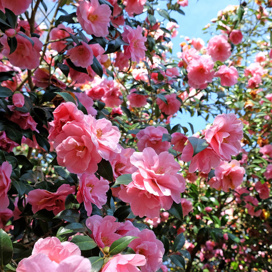 Japanische Kamelie ‘Mathotiana Rosea’ - Bakker