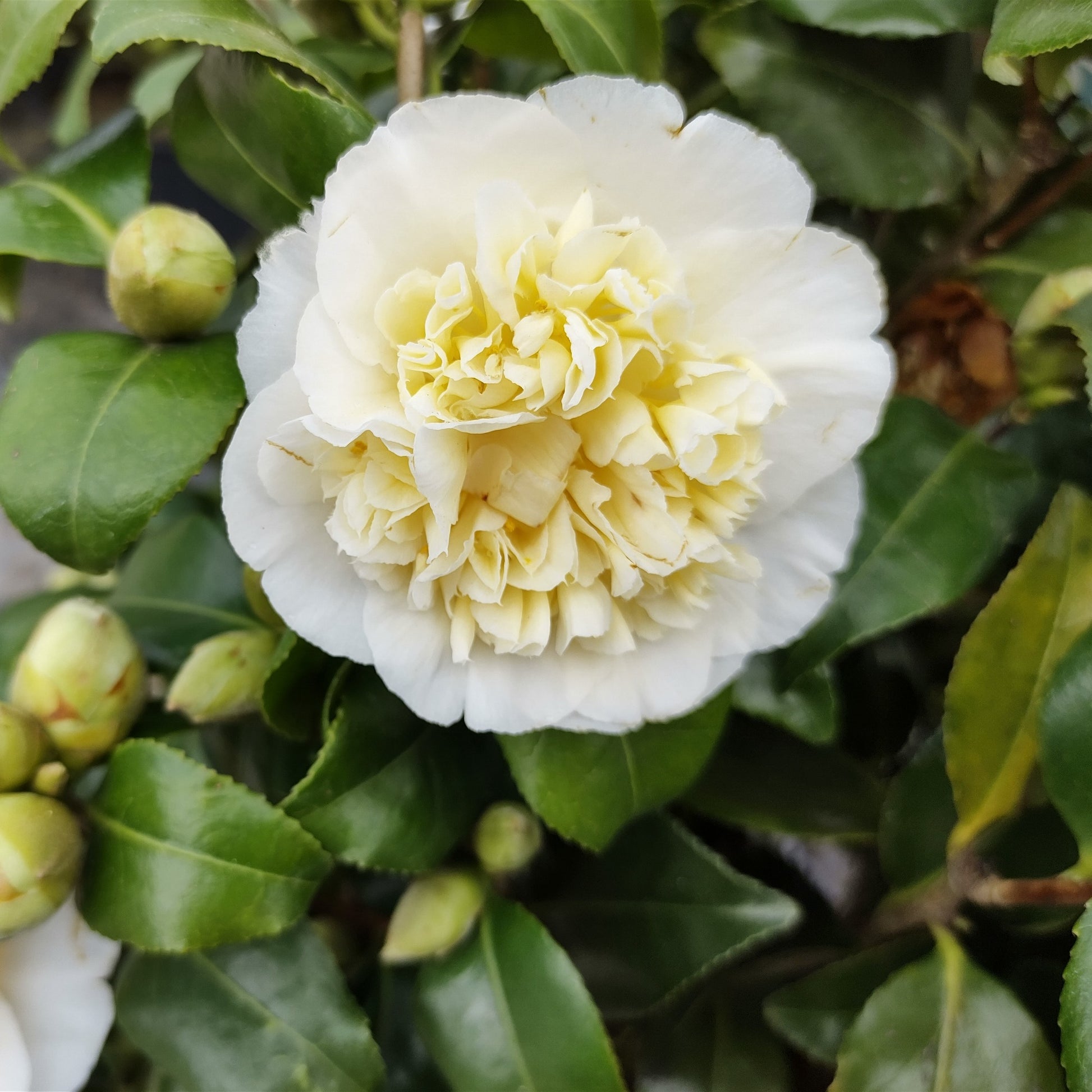 Camellia japonica Brushfields Yellow - Japanische Kamelie ‘Brushfields Yellow’ - Kamelie