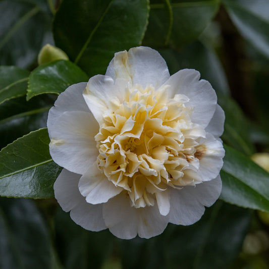Japanische Kamelie ‘Brushfields Yellow’ - Bakker