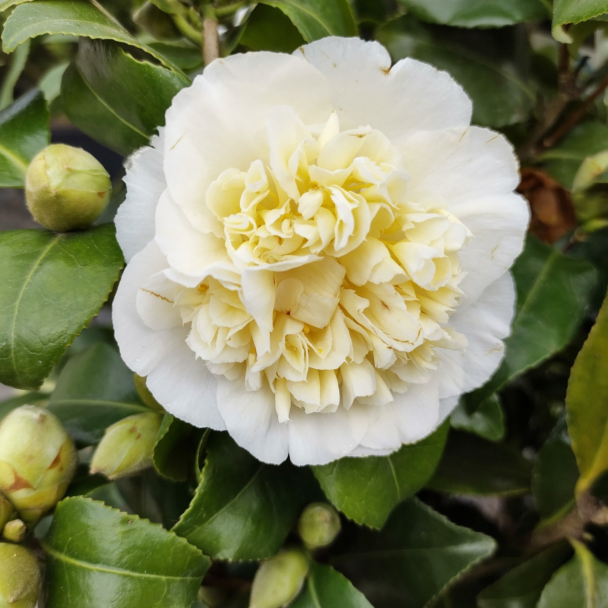 Kamelie - Japanische Kamelie ‘Brushfields Yellow’ - Camellia japonica Brushfields Yellow