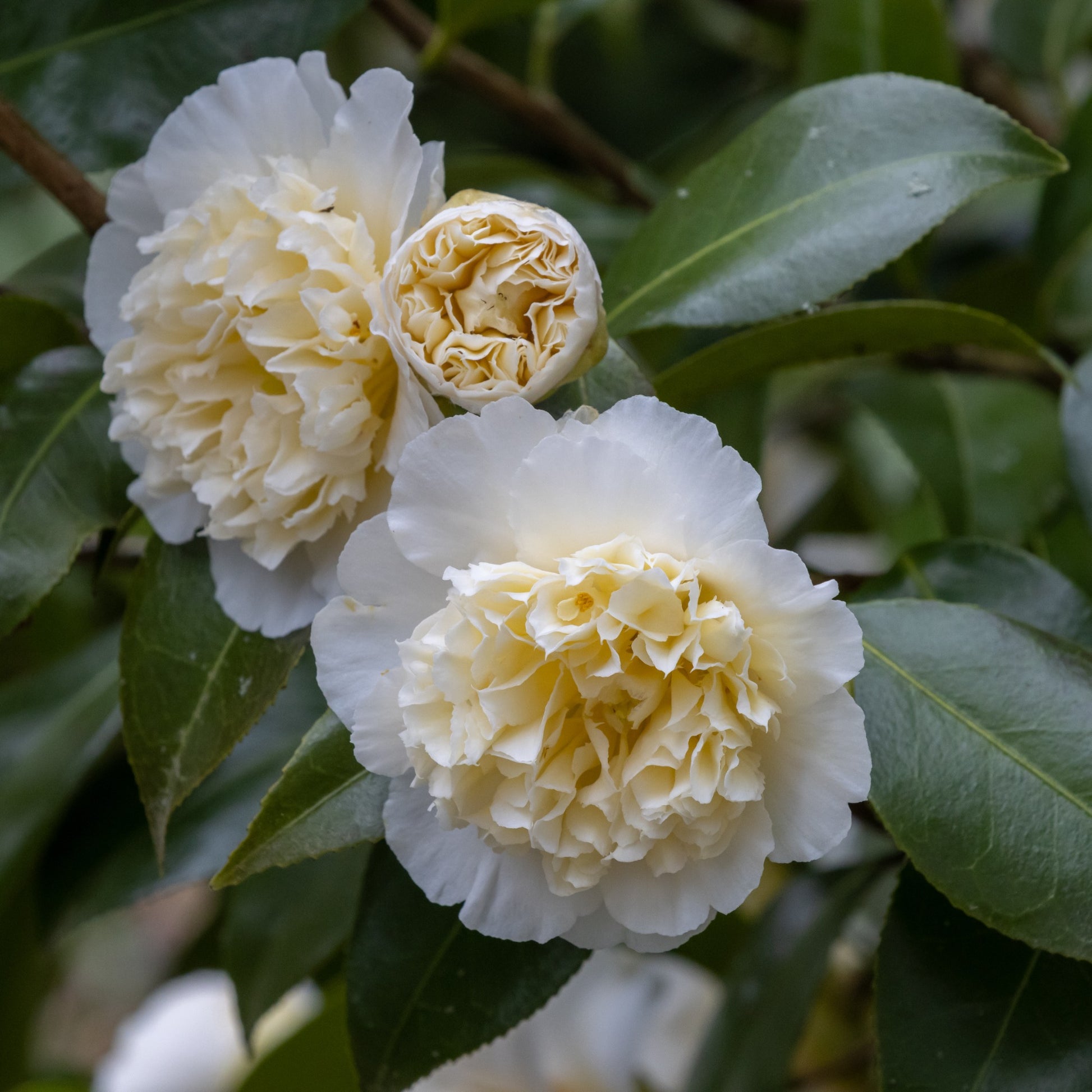 Japanische Kamelie ‘Brushfields Yellow’ - Camellia japonica Brushfields Yellow - Bakker