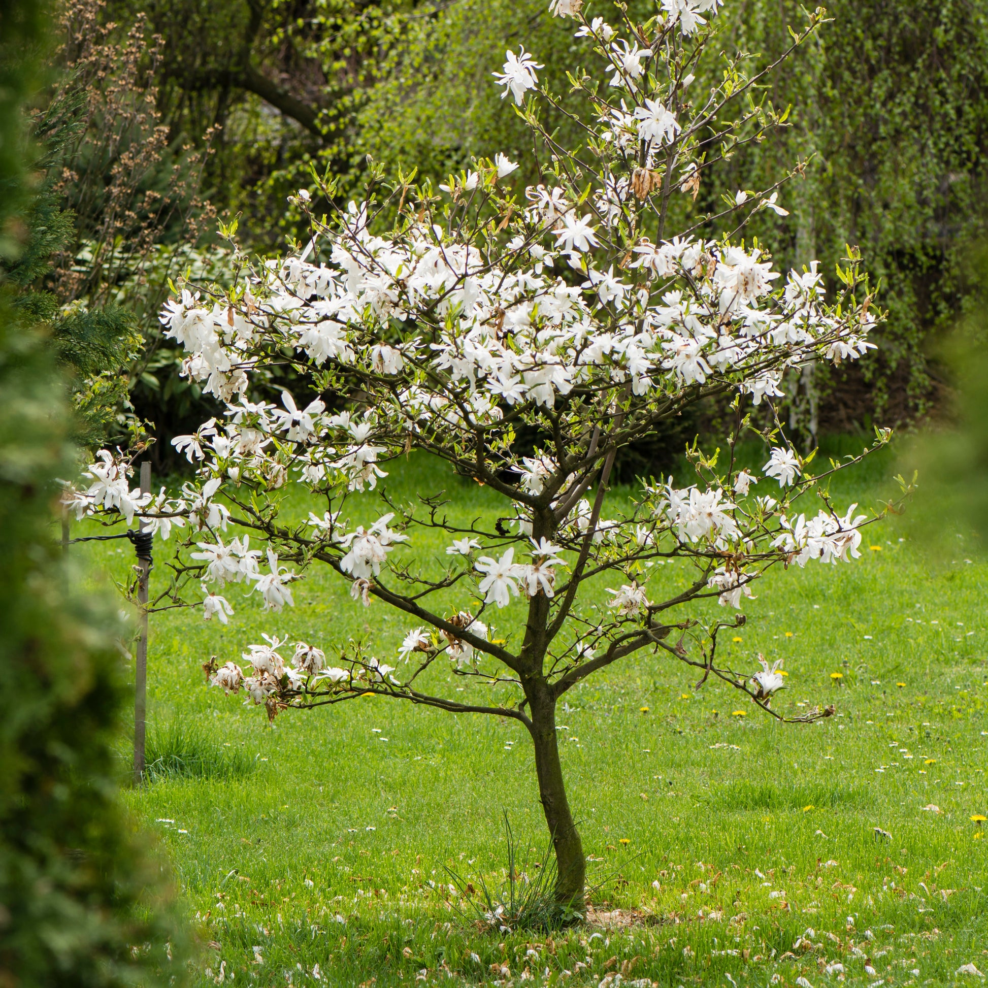 Verkauf Sternmagnolie