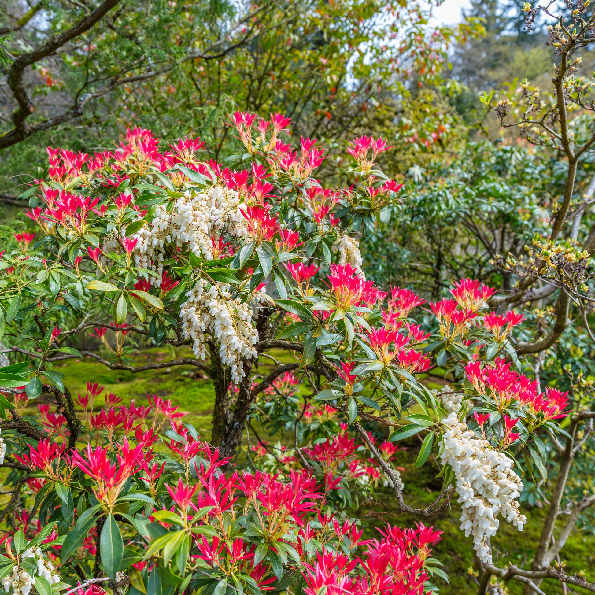 Immergrüne Pflanzen - Schattenglöckchen Forest Flame - Pieris japonica Forest Flame