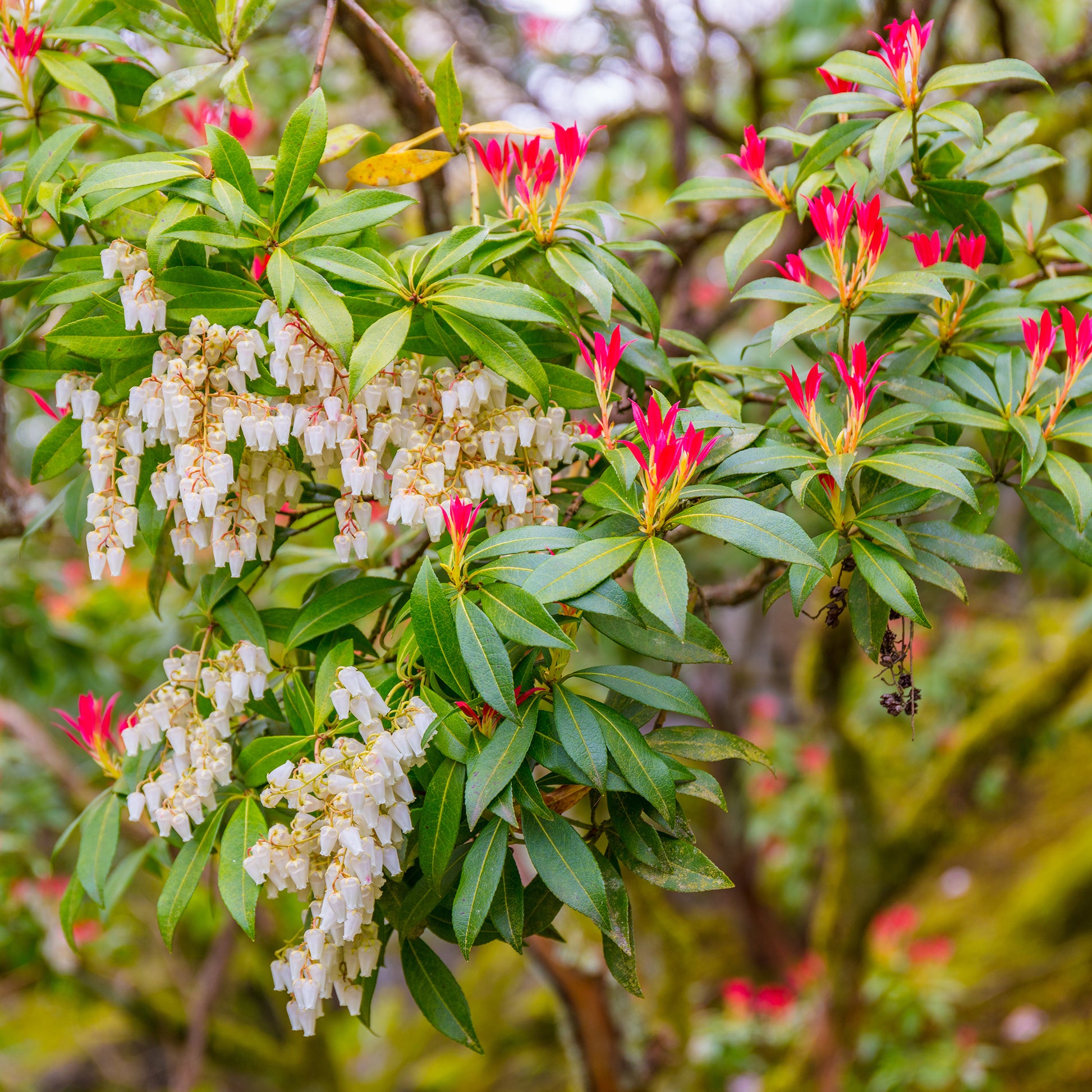 Schattenglöckchen Forest Flame - Pieris japonica Forest Flame - Bakker