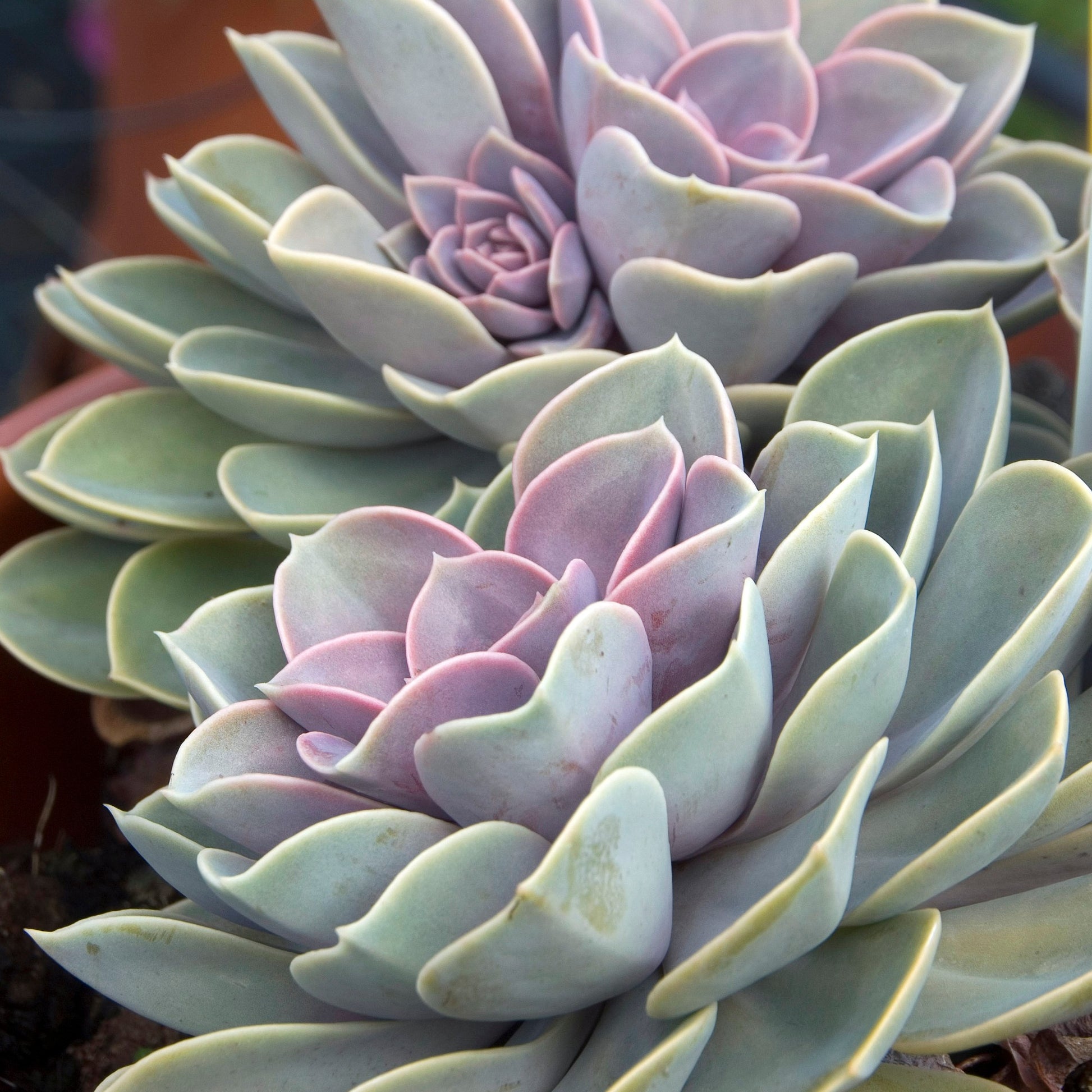 Echeveria Pearl Von Nuernberg - Echeverie ‘Perle von Nürnberg’ - Kaktus und fette Pflanze