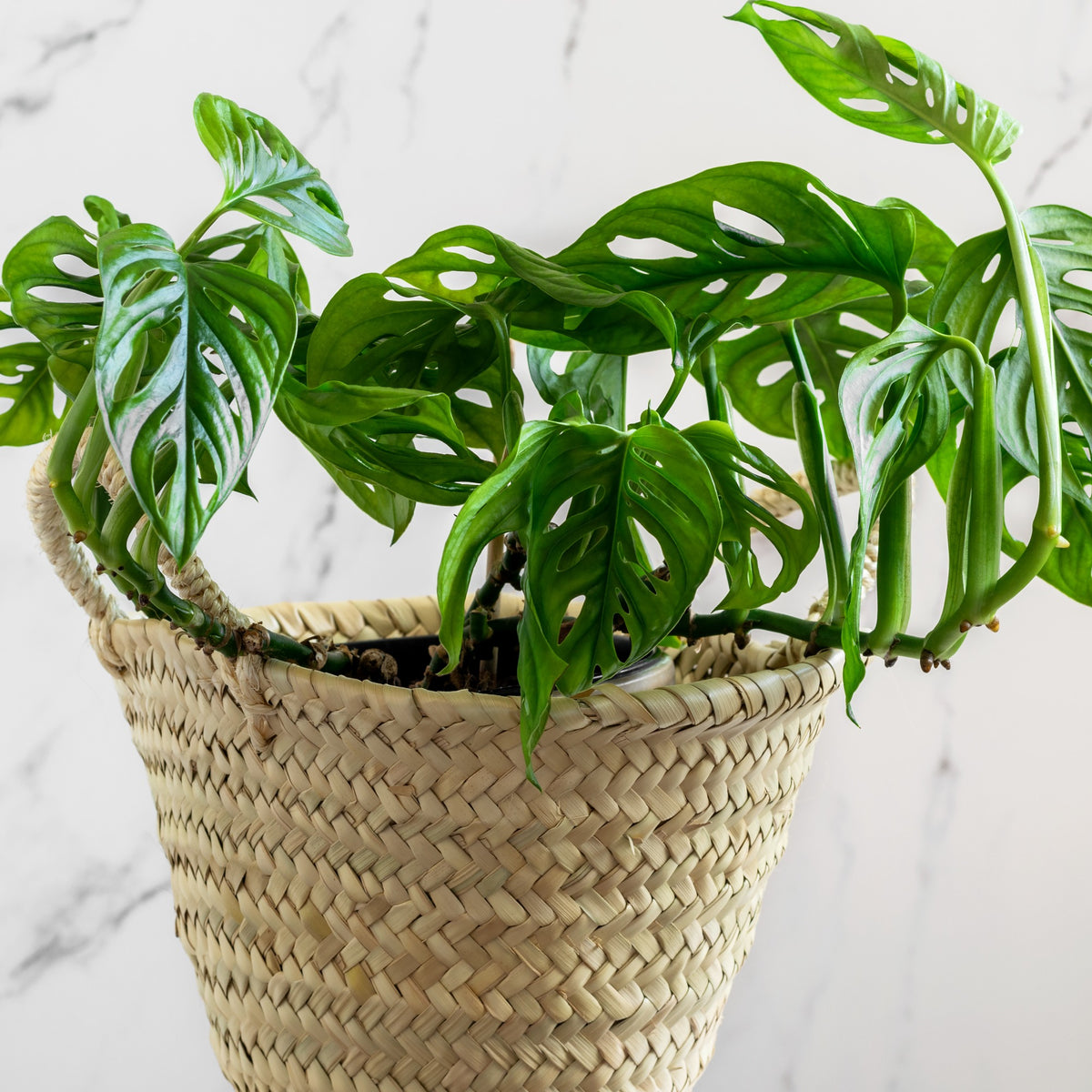 Philodendron Monstera Monkey Mask - Bakker