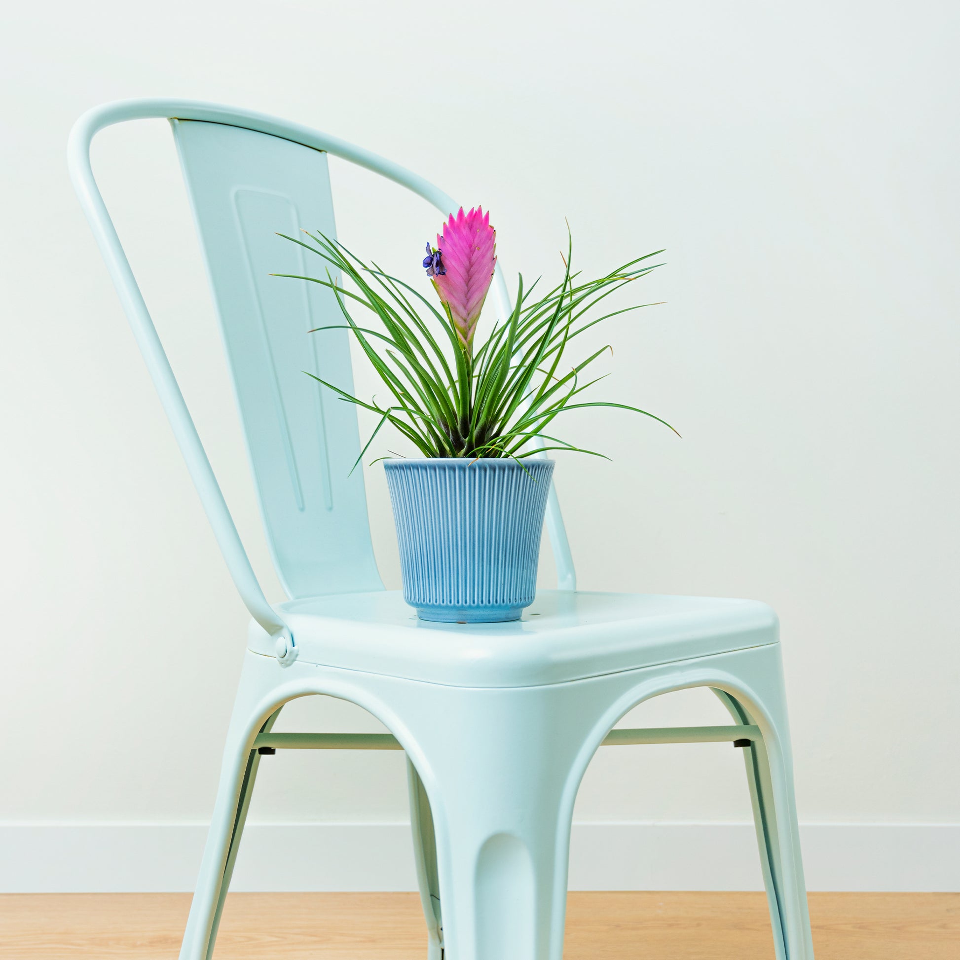 Verkauf Blaue Tillandsie - Tillandsia cyanea