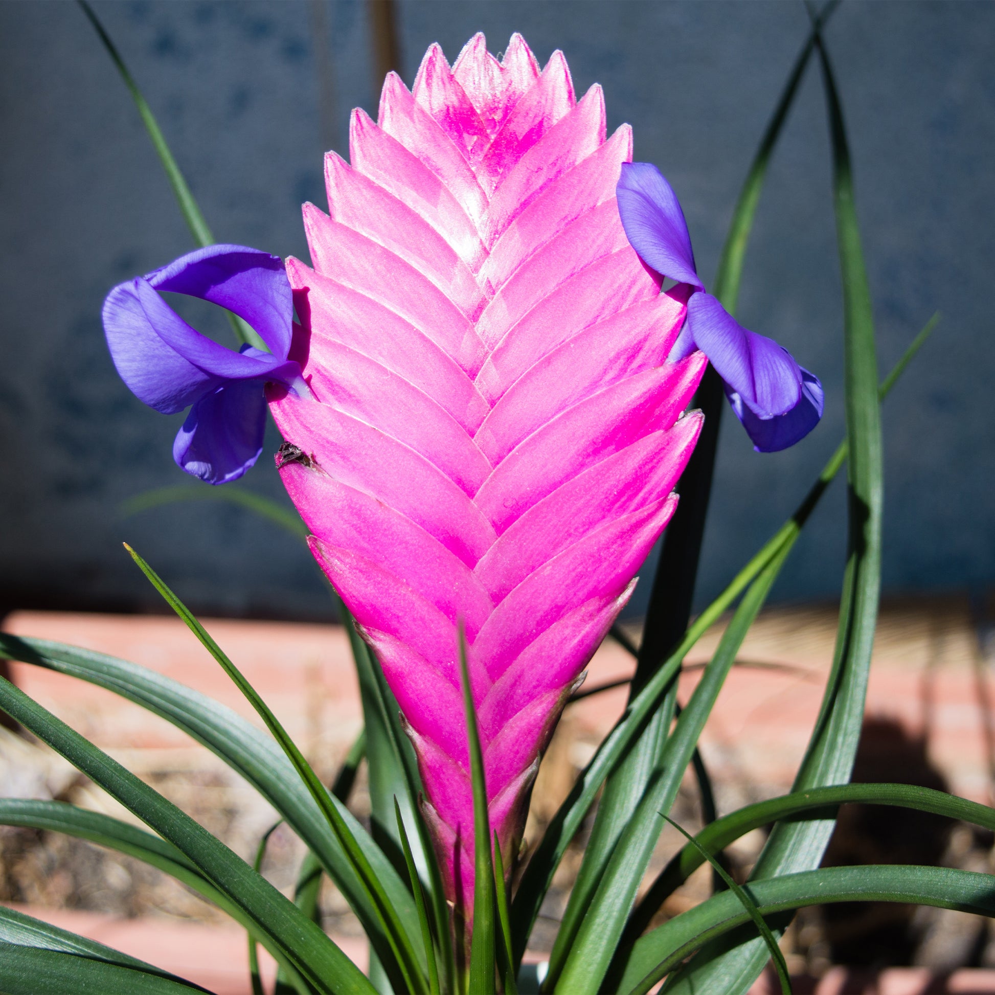 Blaue Tillandsie - Tillandsia cyanea - Bakker
