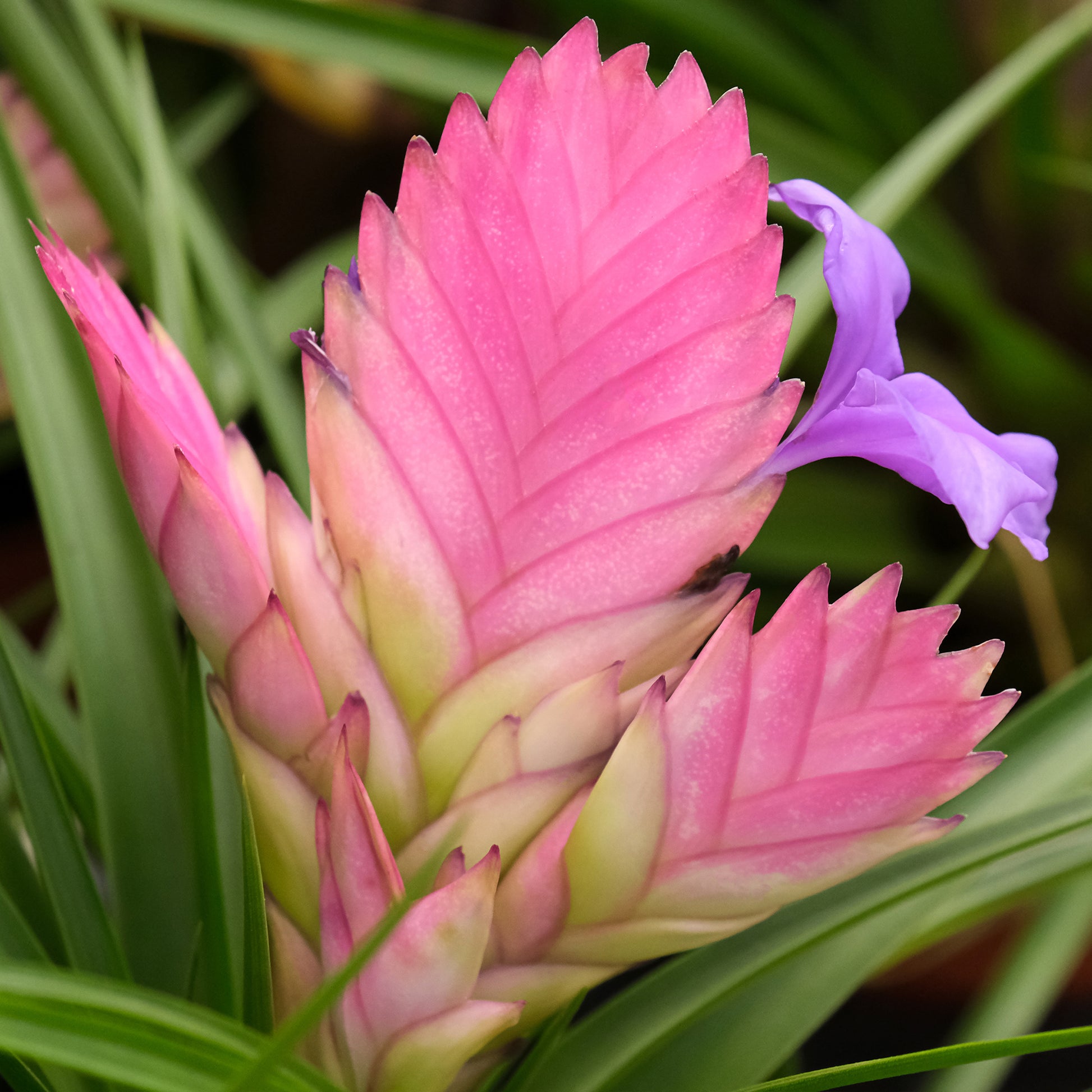 Blühende Zimmerpflanzen - Blaue Tillandsie - Tillandsia cyanea