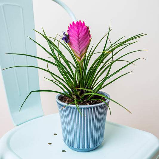 Blaue Tillandsie - Bakker