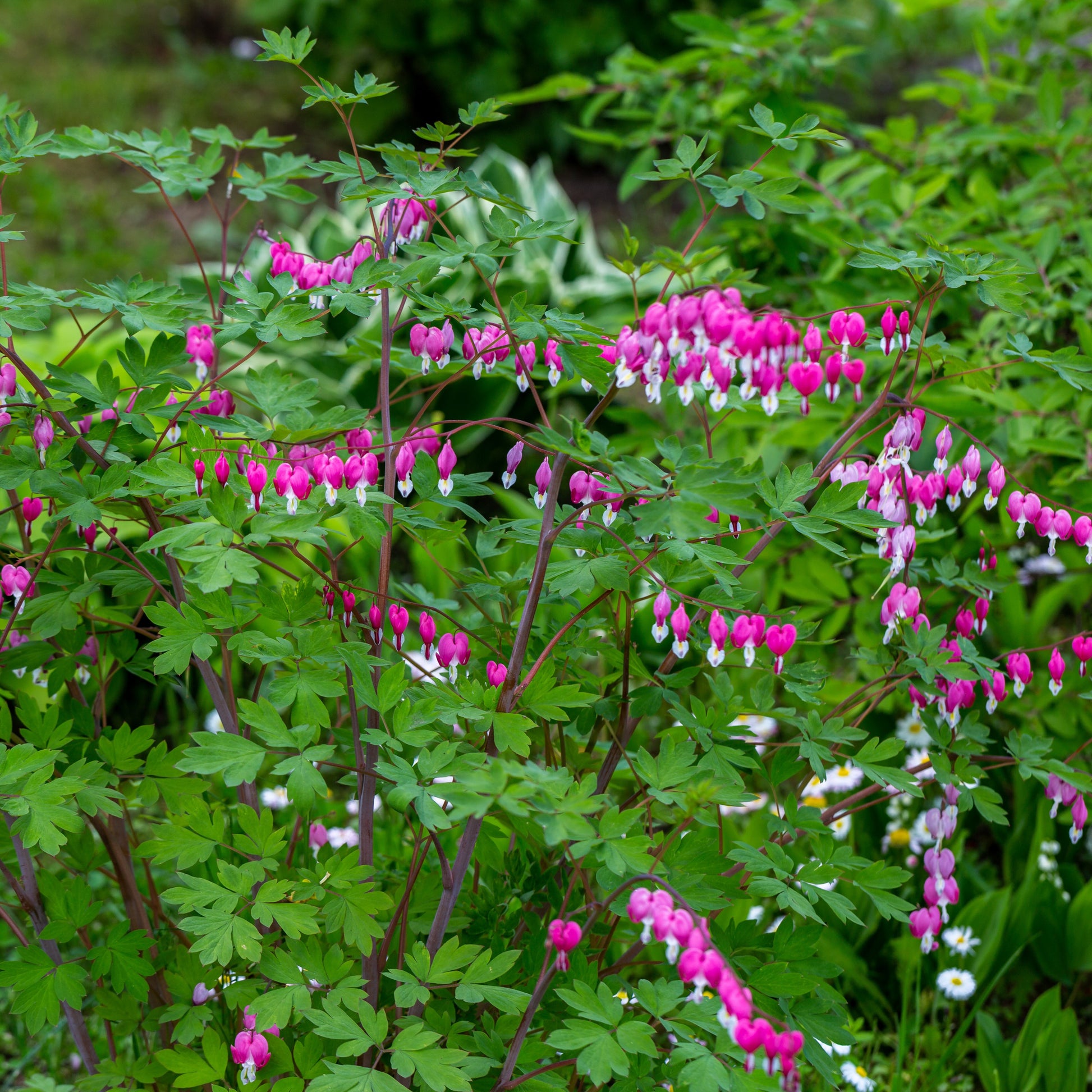 Tränendes Herz Mischung (3 rosa + 1 weiß) (x4) - Dicentra spectabilis - Bakker