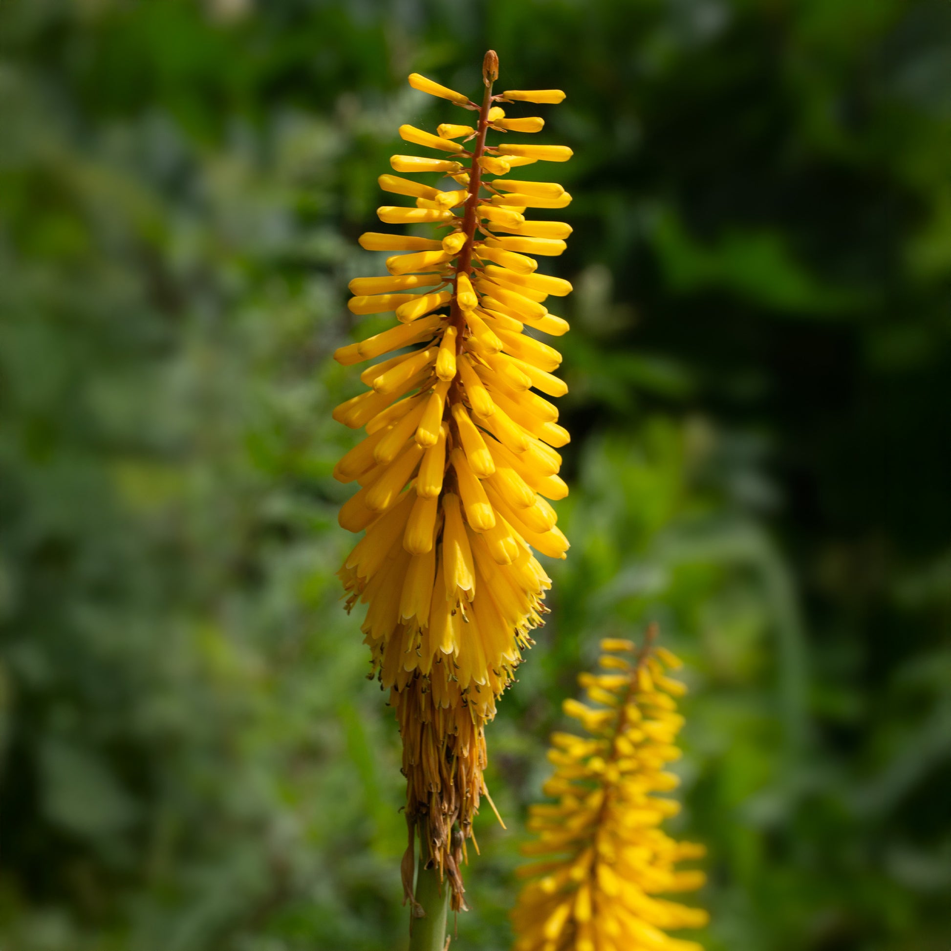 Fackellilien gelb (x3) - Kniphofia Sunningdale Gold - Bakker