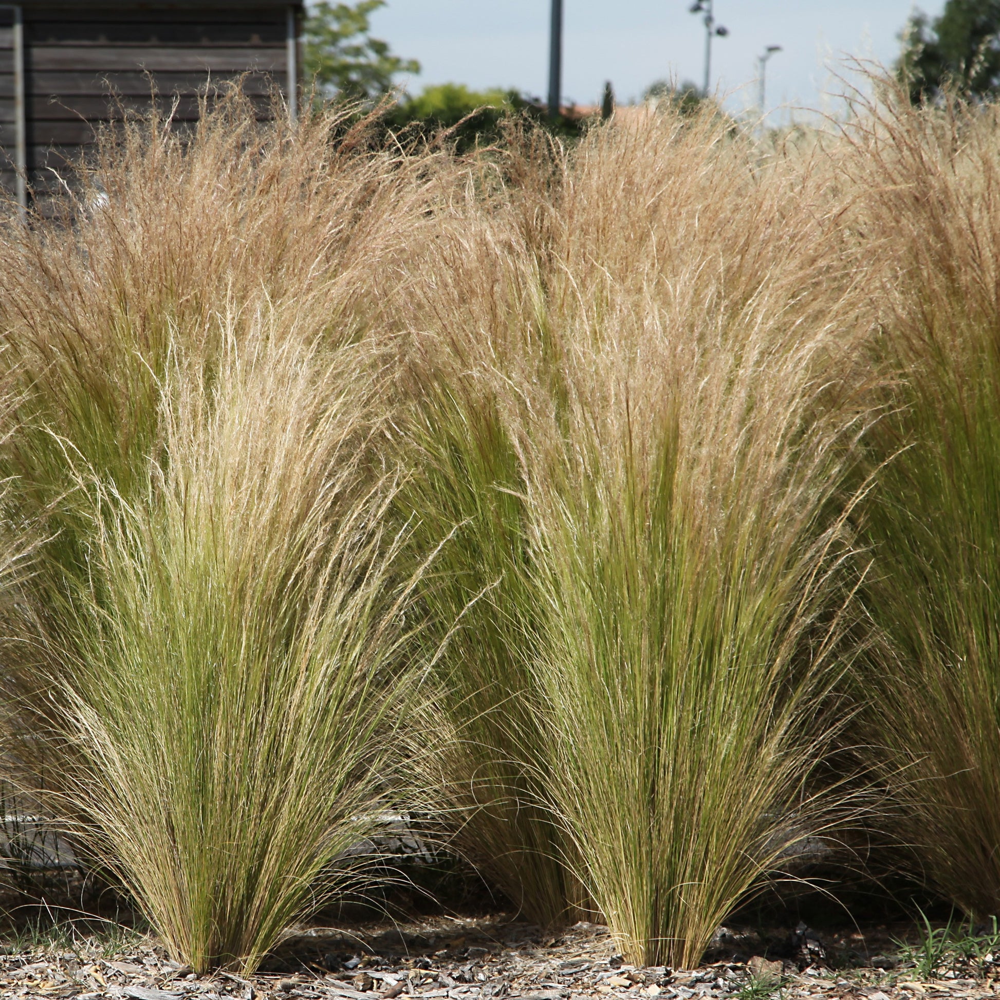Stipa tenuissima - Federgras - Gräser