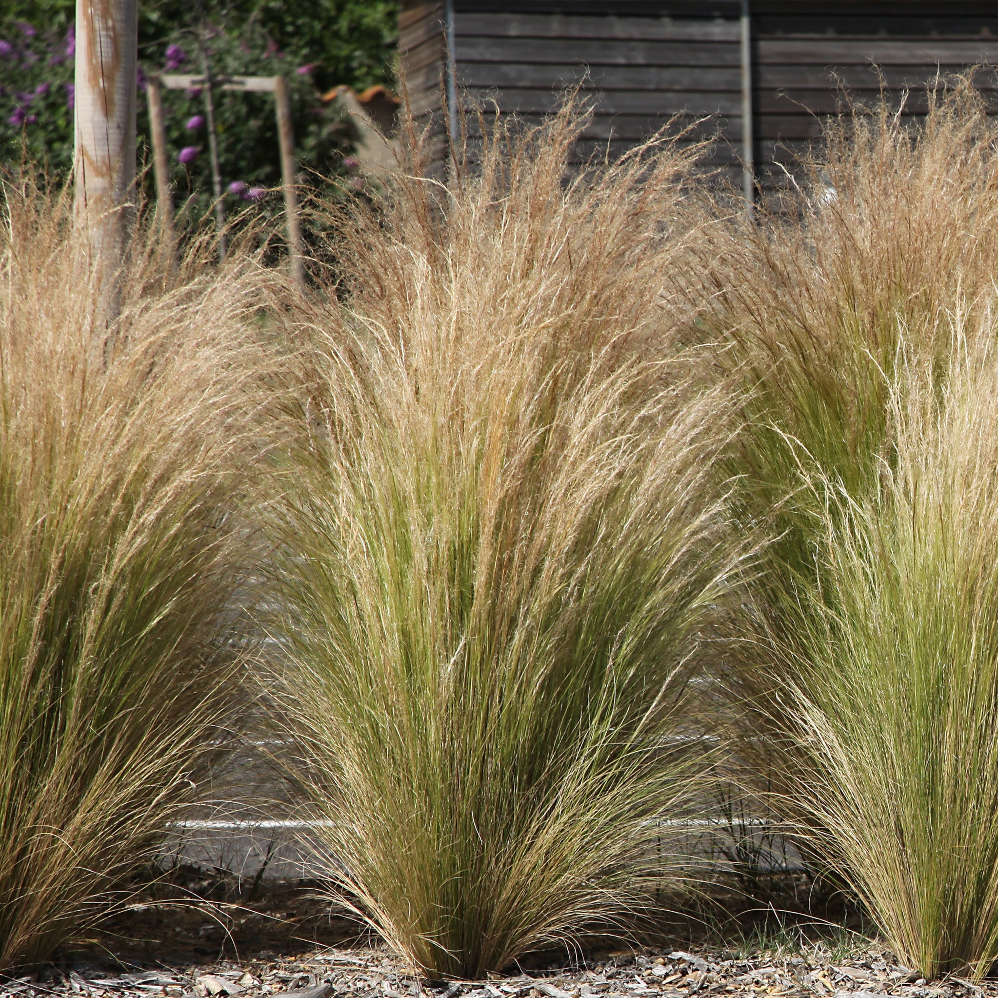 Stauden-Kollektion für modernes Outdoor-Design (x6) - Stipa tenuissima, Muhlenbergia capillaris, Lavandula angustifolia - Bakker