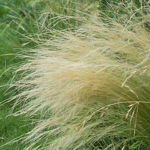 Gräser - Federgras - Stipa tenuissima