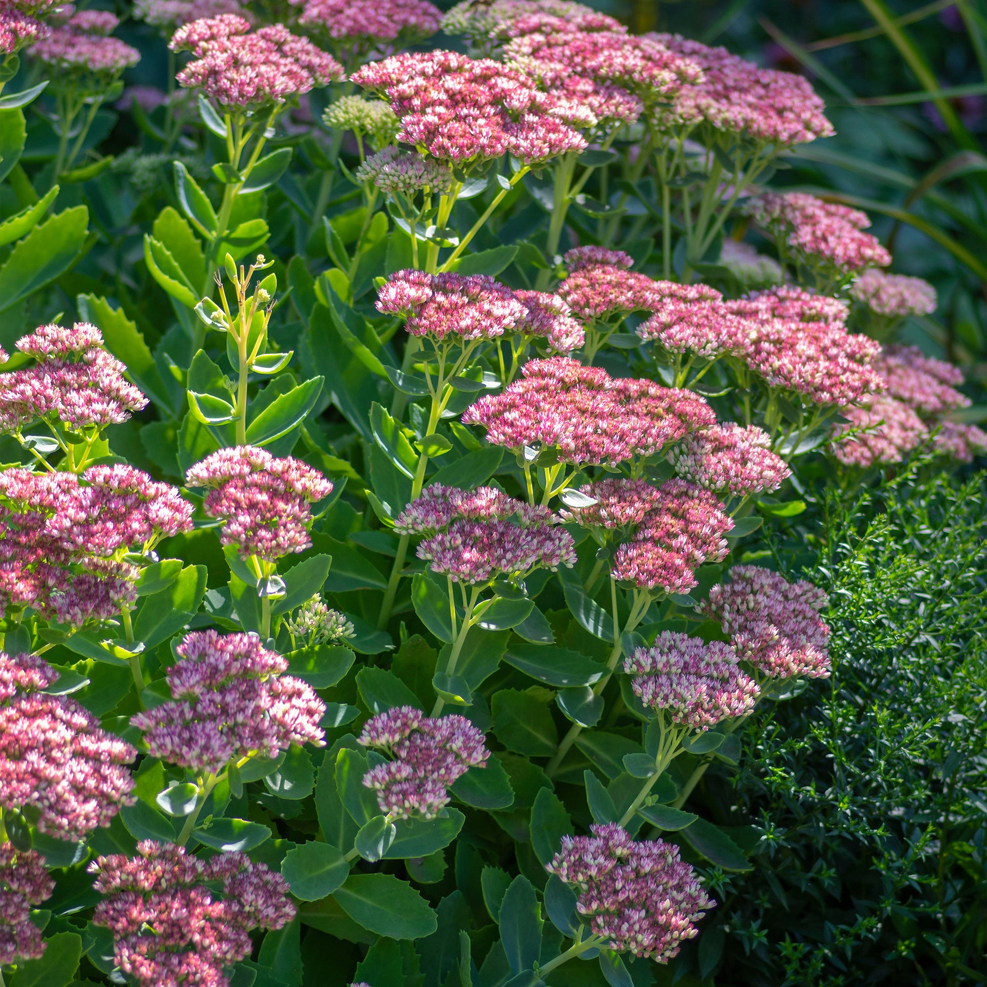 Sedum spectabile - Fetthenne - Stauden