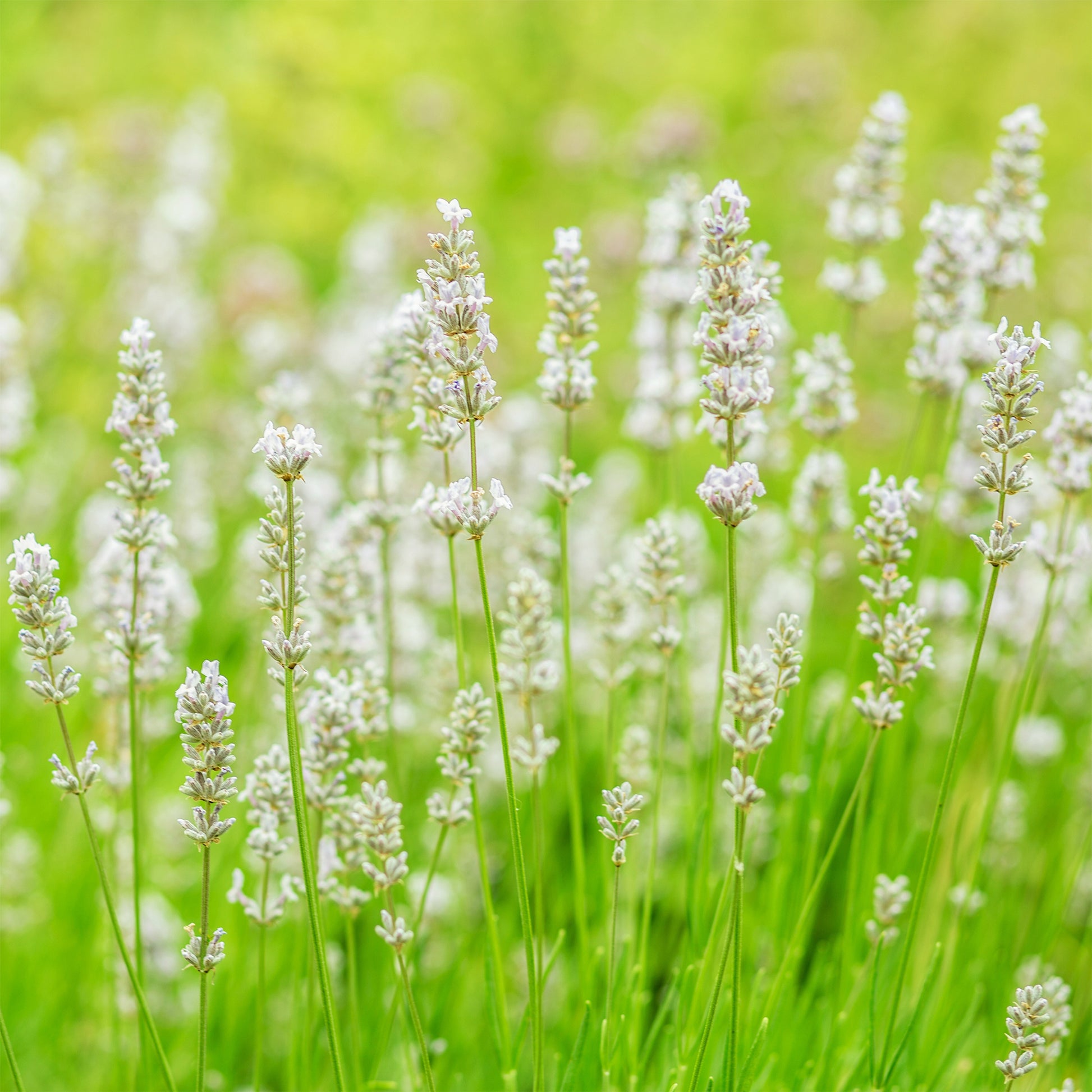 Lavendel-Kollektion weiß & rosa (x4) - Lavandula angustifolia alba, rosea - Bakker