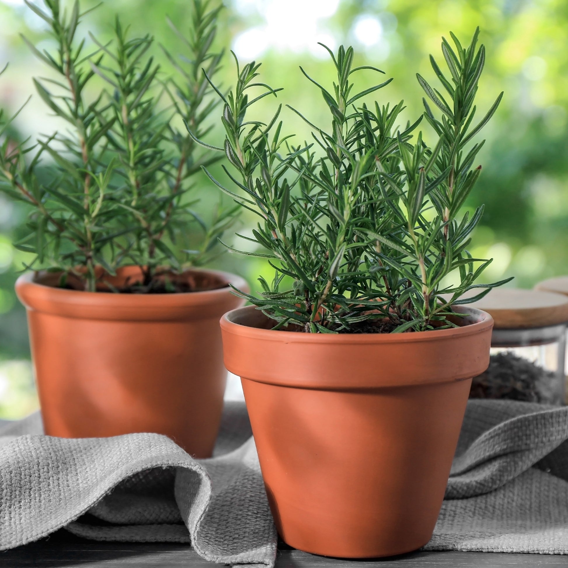 Rosmarin Pflanze - Rosmarinus officinalis - Bakker