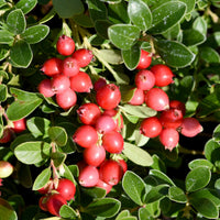 Heidelbeeren - Großfrüchtige Moosbeere - Vaccinium macrocarpon