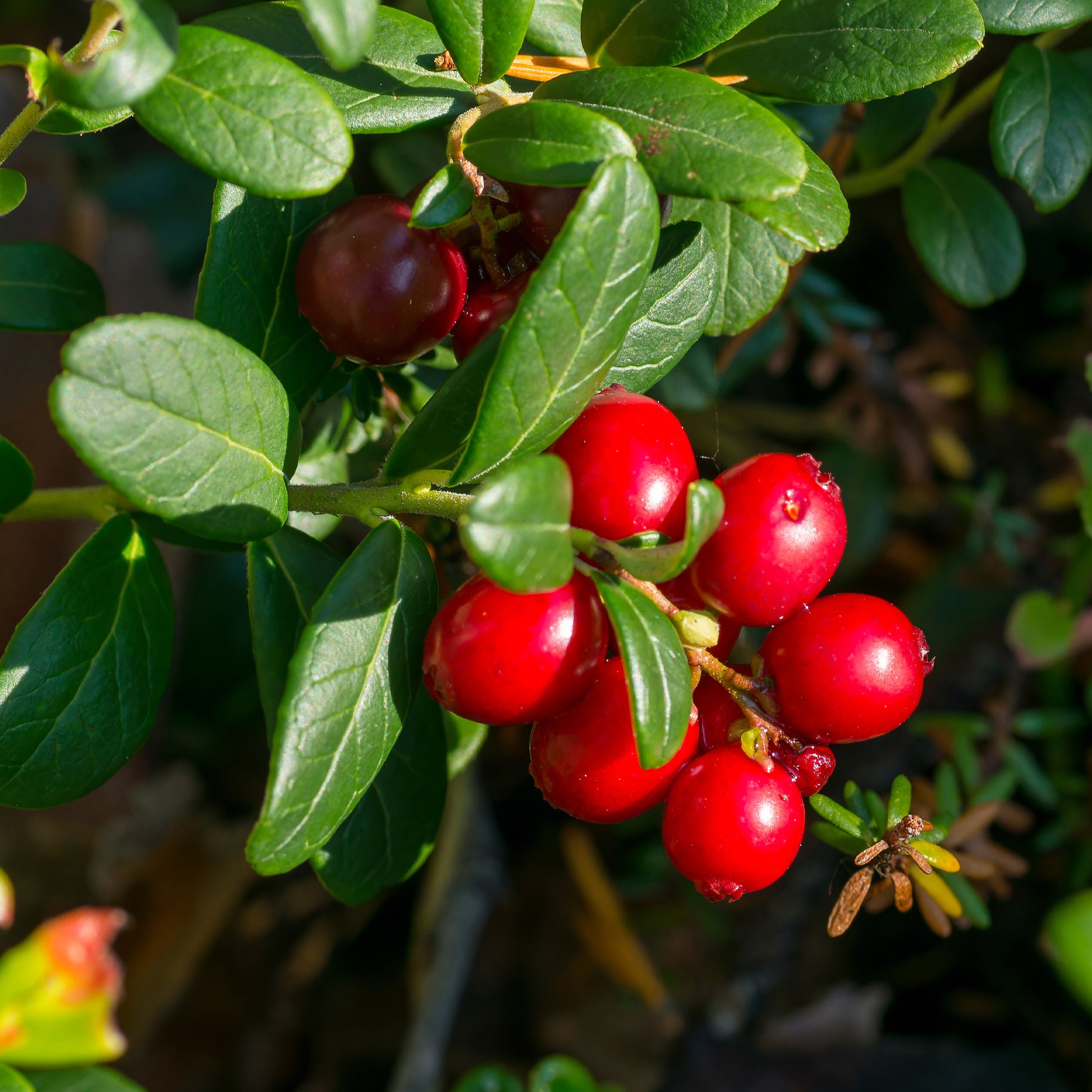 Verkauf Sträucher-Kollektion Vitaminfrüchte (x4) - Vaccinium corymbosum, lycium barbarum, vaccinum macrocarpon, schisandra chinensis