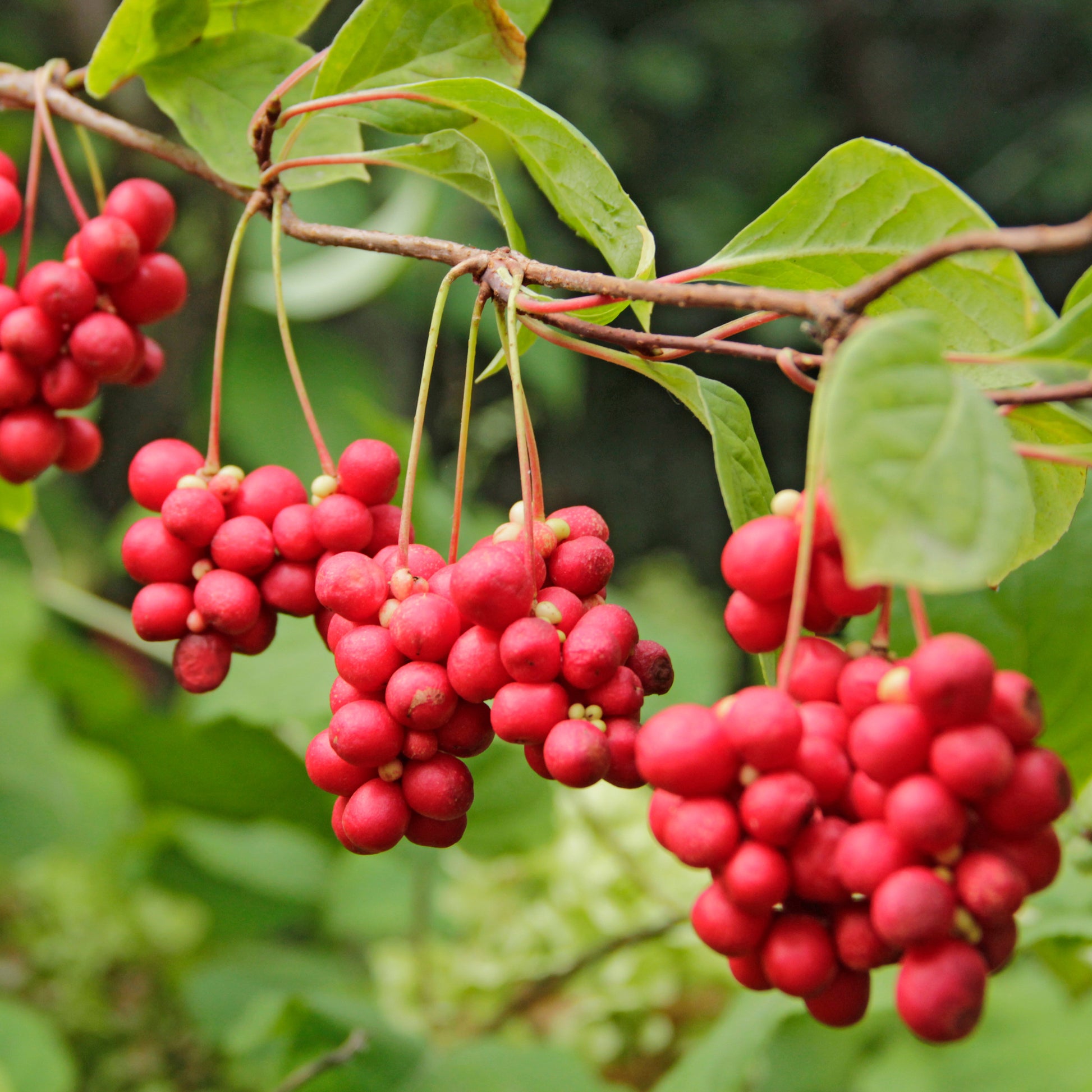 Obsthecken - Sträucher-Kollektion Vitaminfrüchte (x4) - Vaccinium corymbosum, lycium barbarum, vaccinum macrocarpon, schisandra chinensis