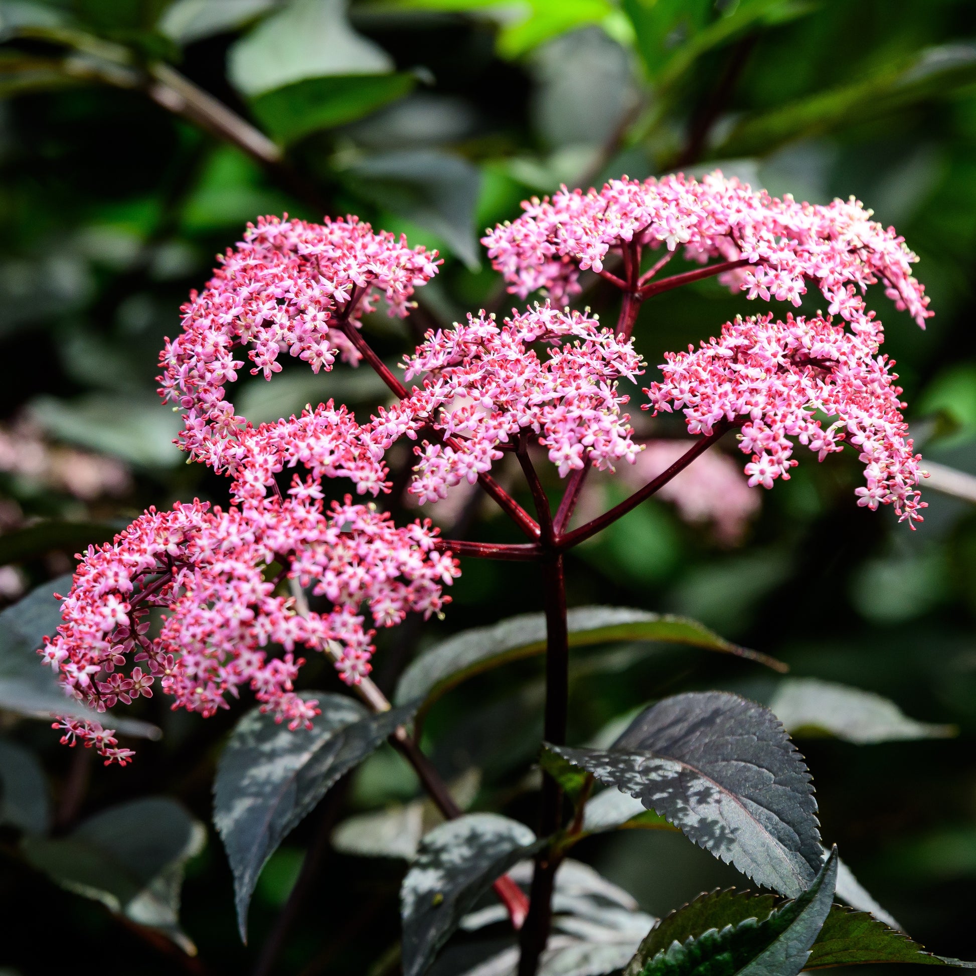 Sträucher - Schwarzer Holunder - Sambucus nigra Thundercloud
