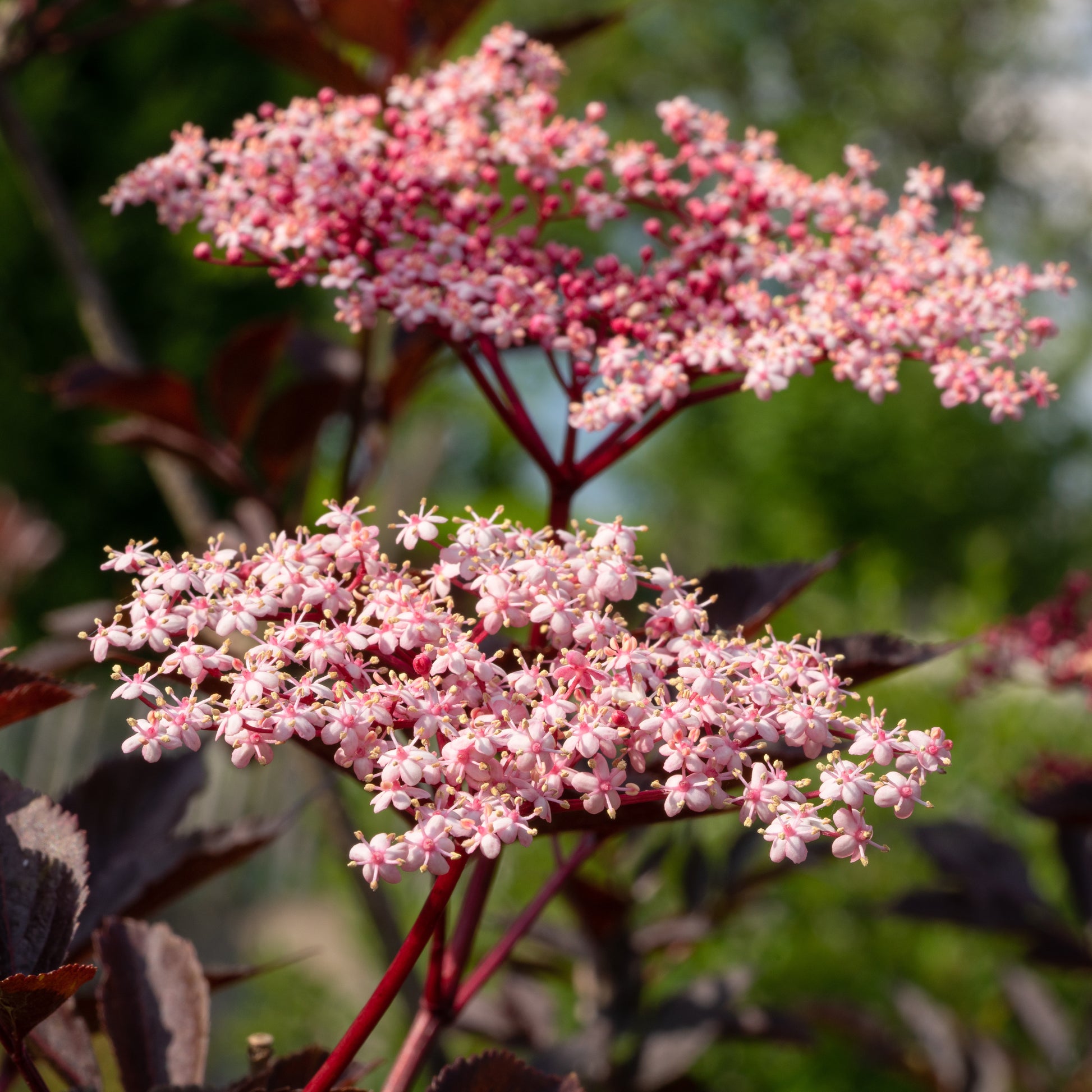 Sambucus nigra Thundercloud - Schwarzer Holunder - Sträucher