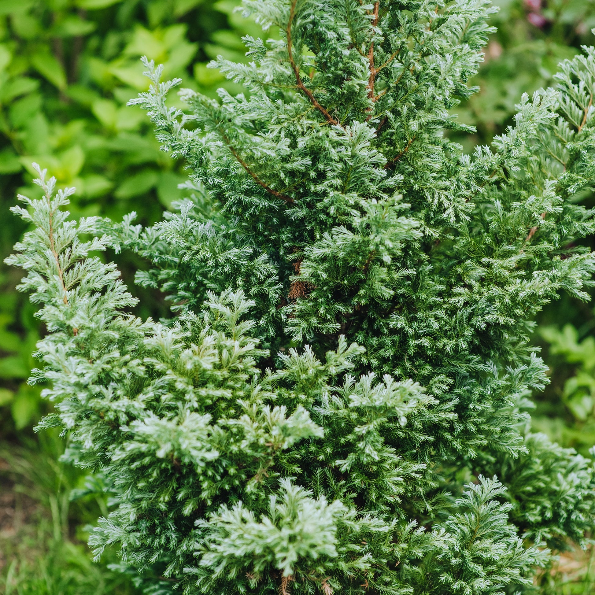 Immergrüne Nadelbaum Mischung (x5) - Chamaecyparis Boulevard, Ellwoodii, Thuja Rheingold, Pinus Mugo, Juniperus Wiltonii - Bakker