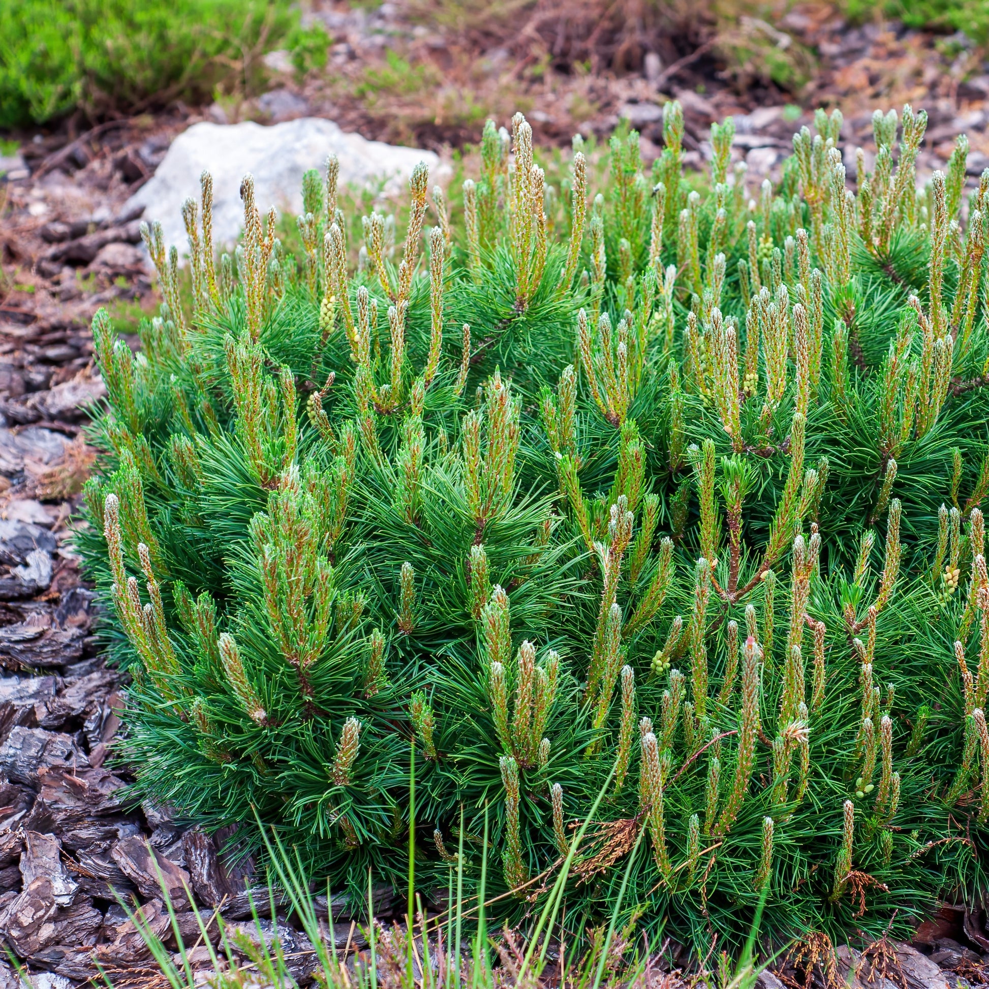 Verkauf Immergrüne Nadelbaum Mischung (x5) - Chamaecyparis Boulevard, Ellwoodii, Thuja Rheingold, Pinus Mugo, Juniperus Wiltonii