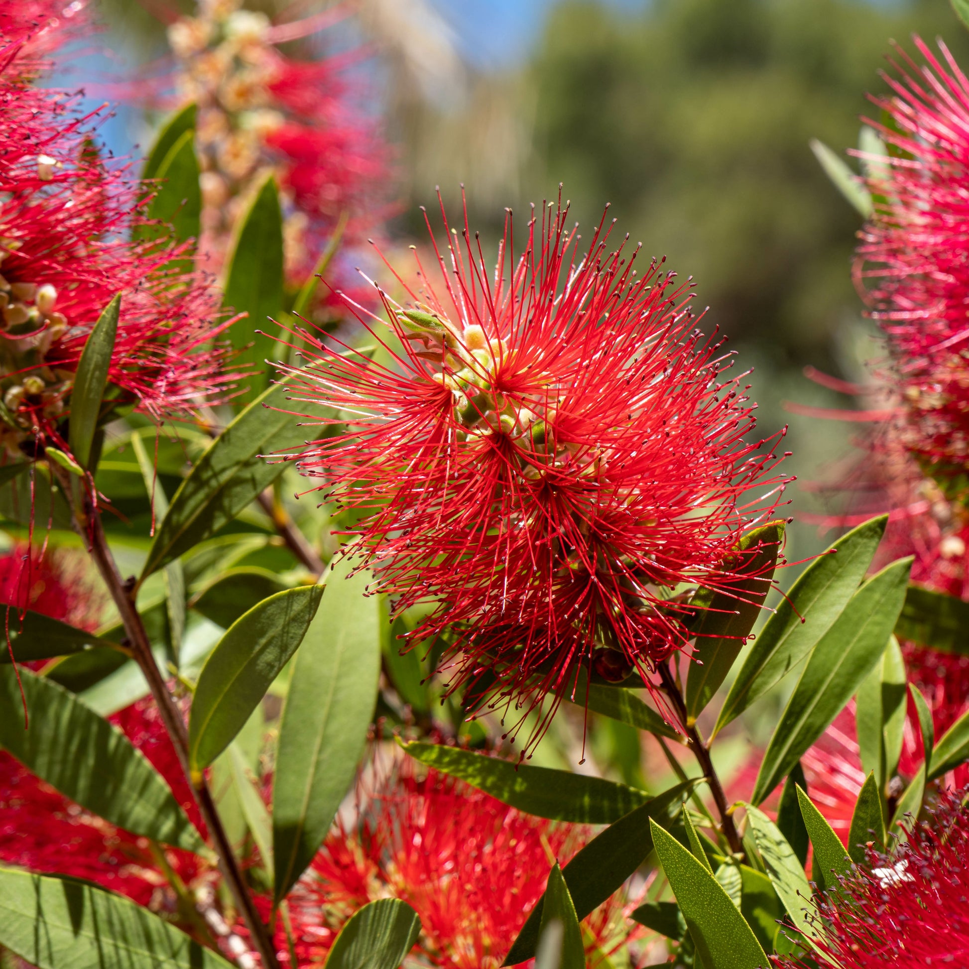 Zylinderputzer - Callistemon laevis - Bakker